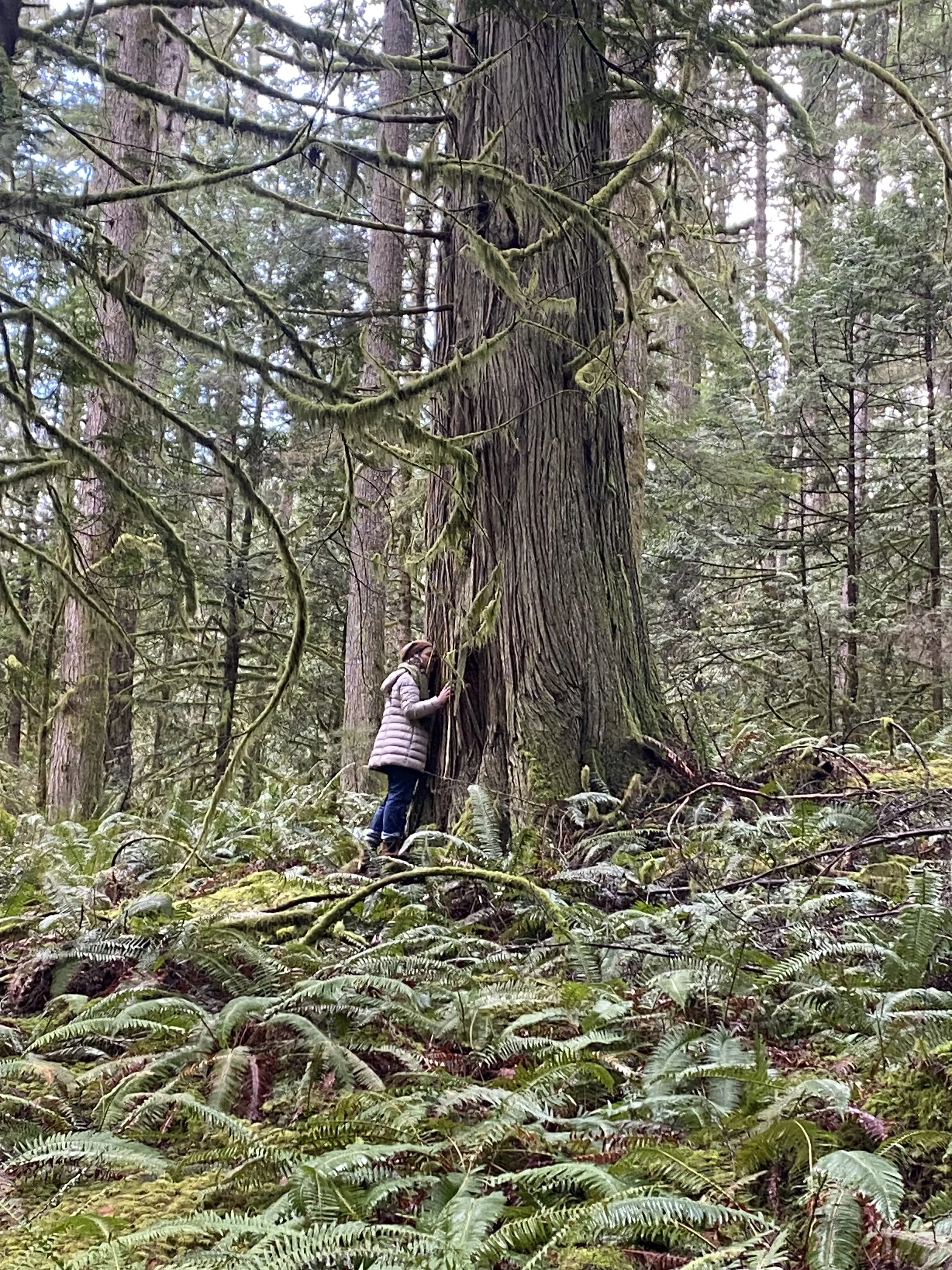Grief Release with a Guided Forest Therapy Experience