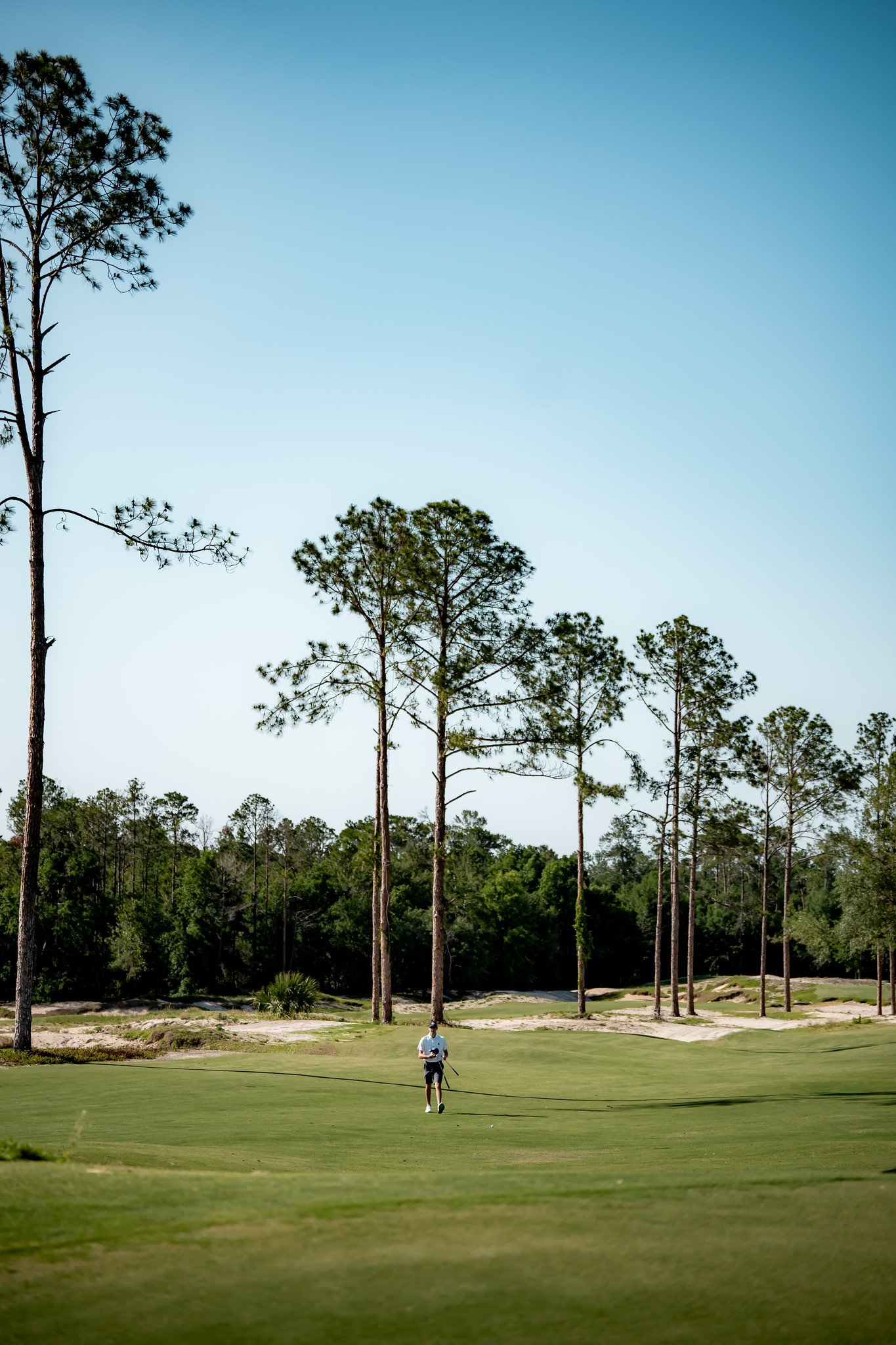 A golfer preparing to take a shot on a golf course surrounded by tall pine trees under a clear blue sky.