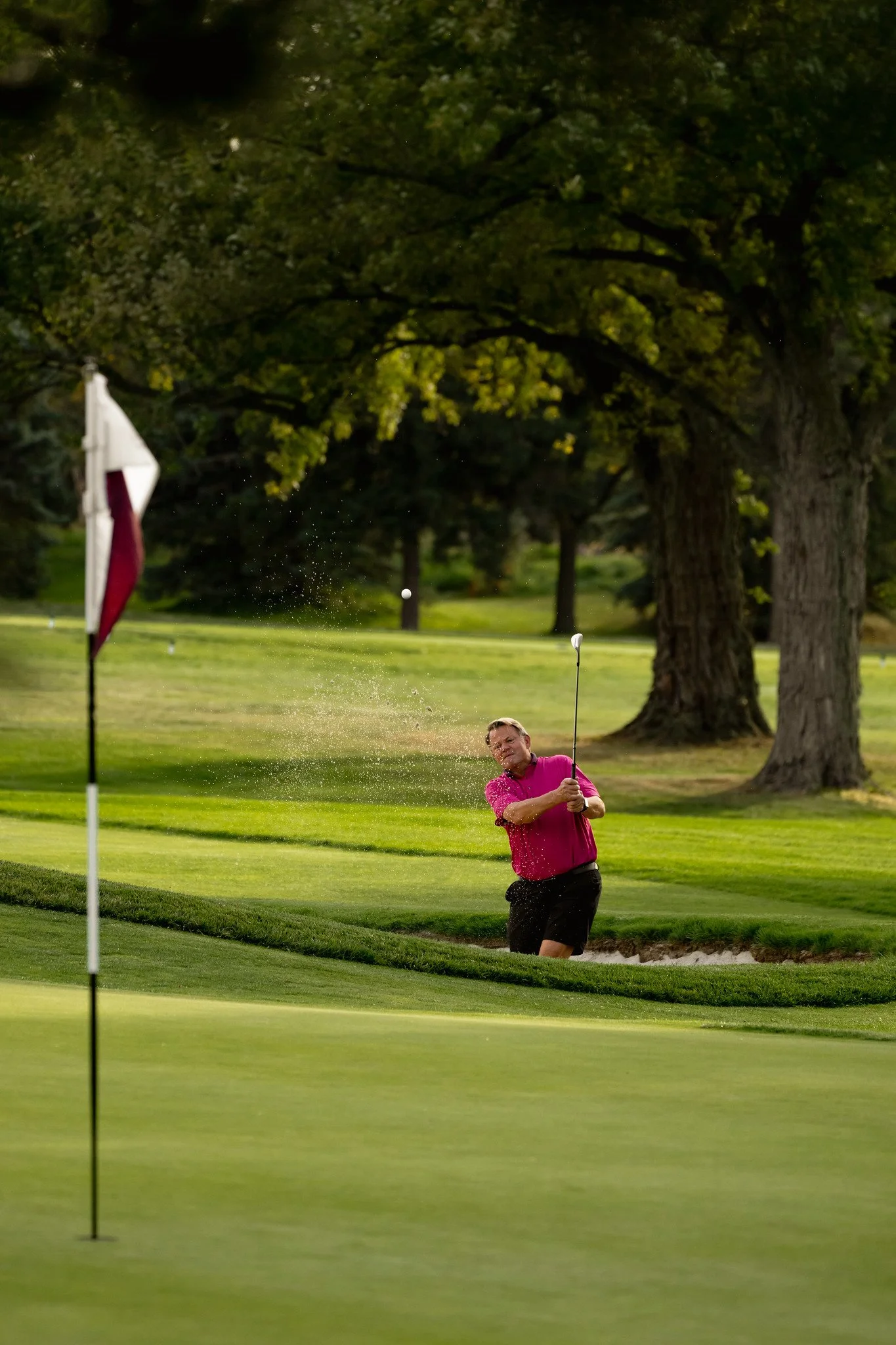 A man in a pink shirt and black shorts is hitting a golf ball out of a sand trap on a golf course during daytime. The scene includes a flagstick near the green, large trees in the background, and lush grass.