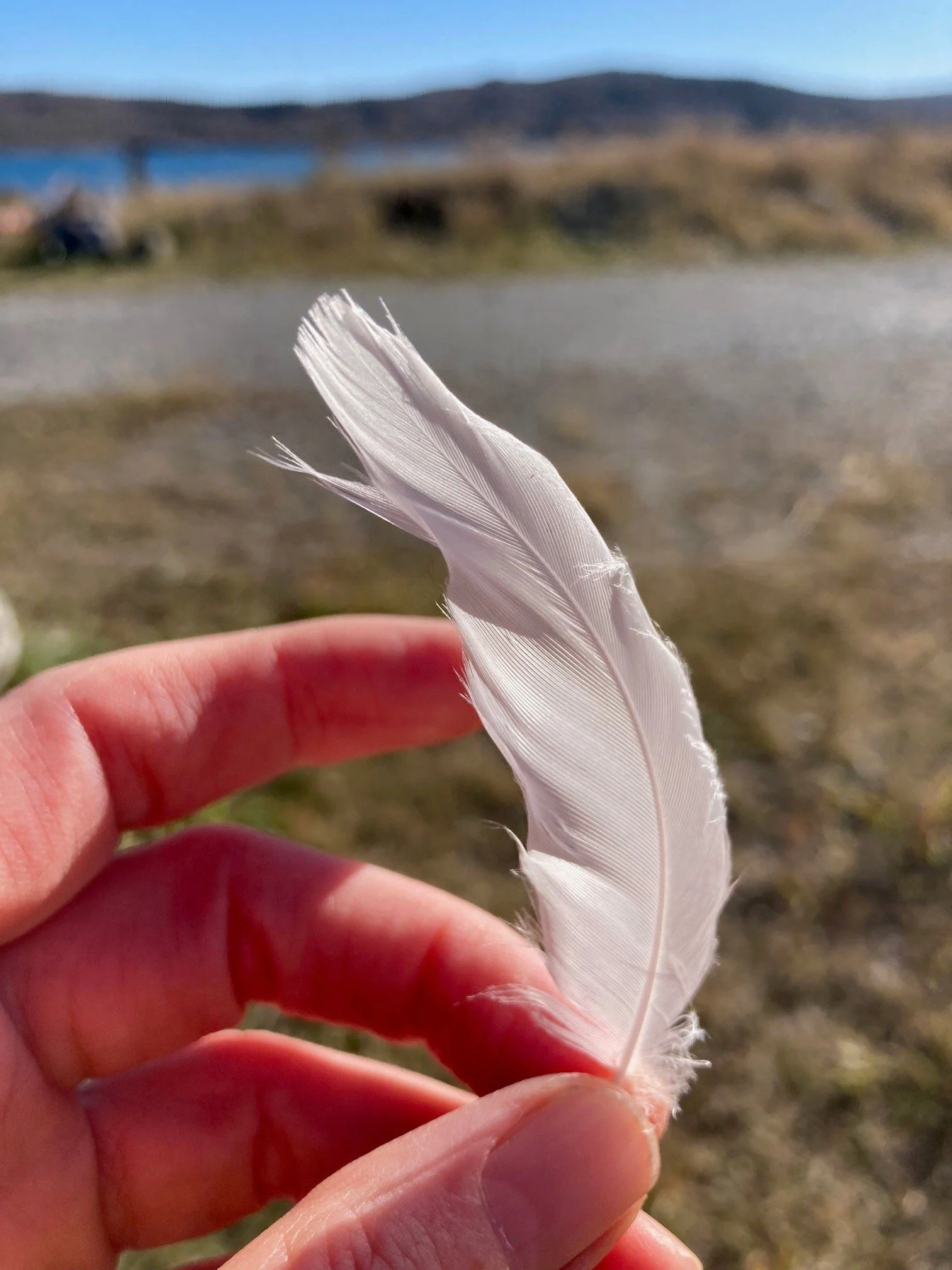White feather.jpg