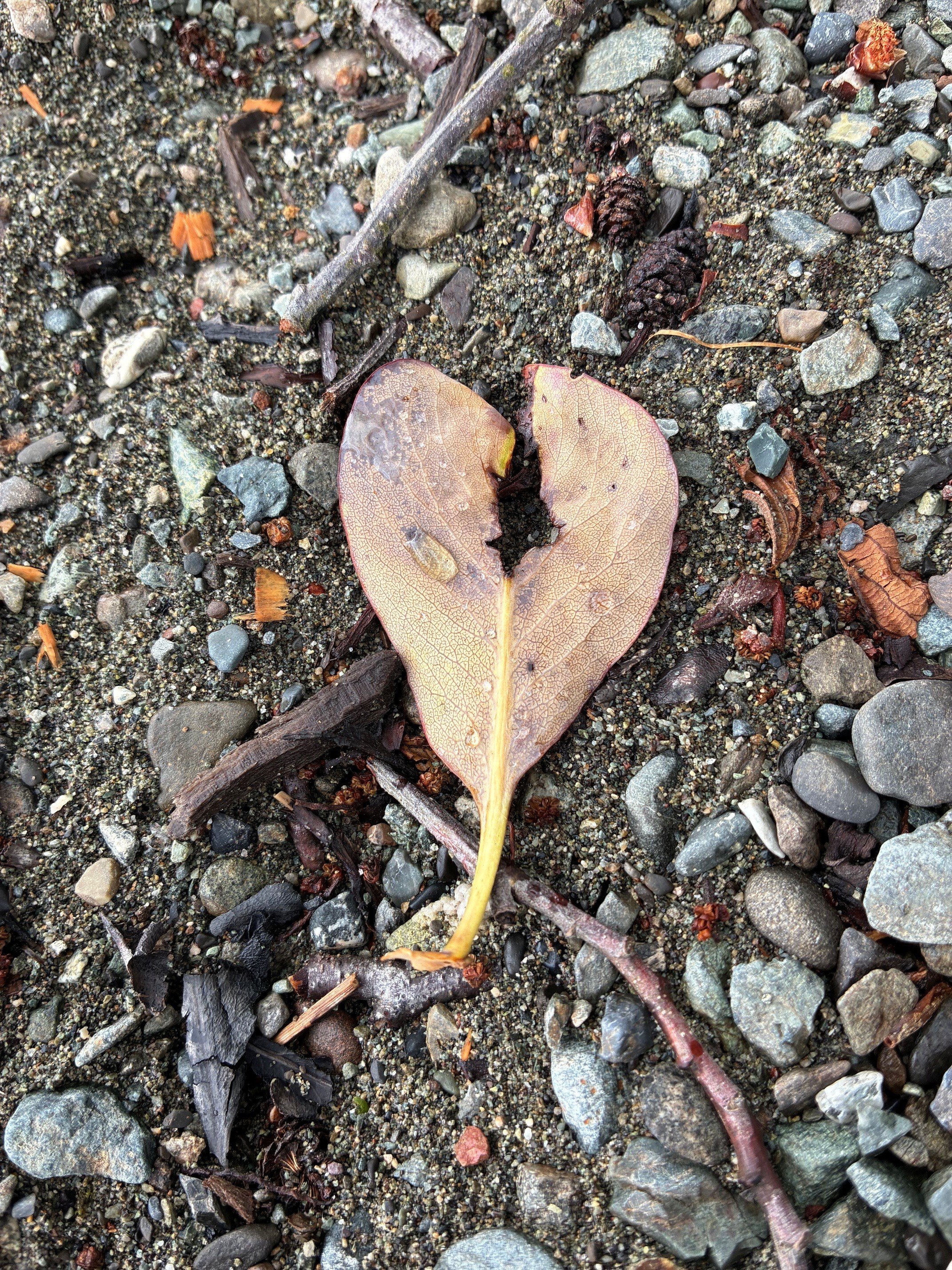 Leaves with heart.jpg