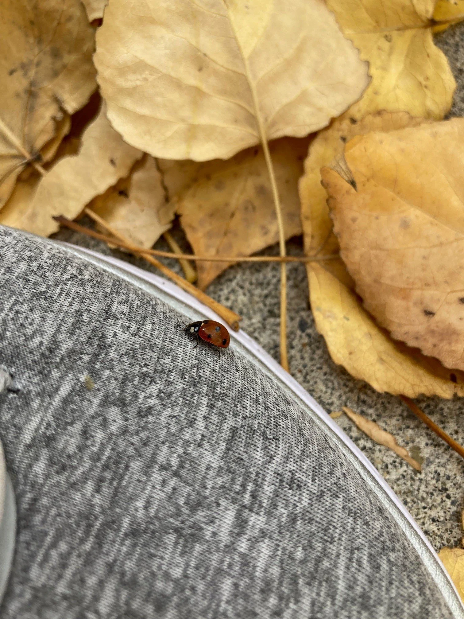 lady bug.jpg