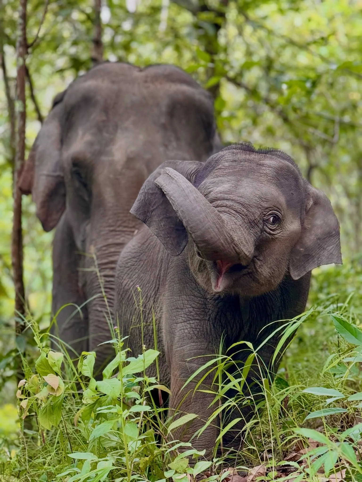 The cutest start to the weekend with little Luna 🥹🐘

Luna is growing up fast at Journey to Freedom. Curious, playful, and never far from her mom, she&rsquo;s making the most of every moment in the forest. 🌿

We hope these photos brighten your day 