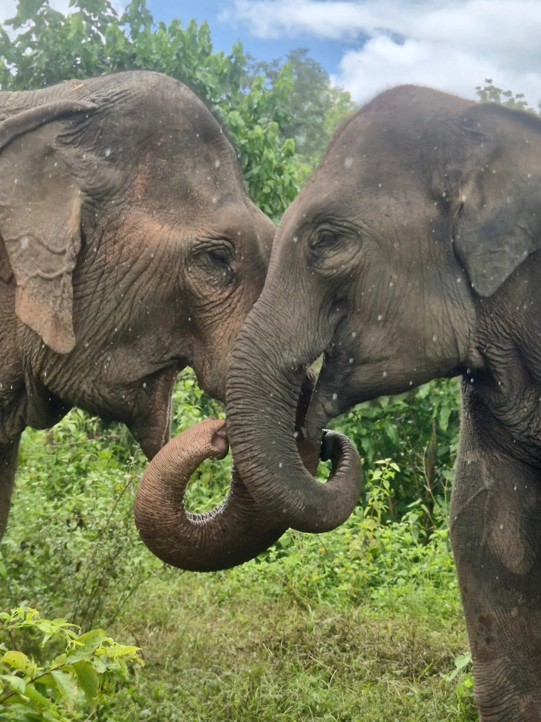 Heartwarming update! &hearts;️ Kham Suk and young Ming are quickly getting acquainted! 🤝

We&rsquo;re thrilled that Kham Suk is showing a gentle interest in Elephant Sanctuary Laos&rsquo; youngest elephant, Ming.

As she settles into sanctuary, she 