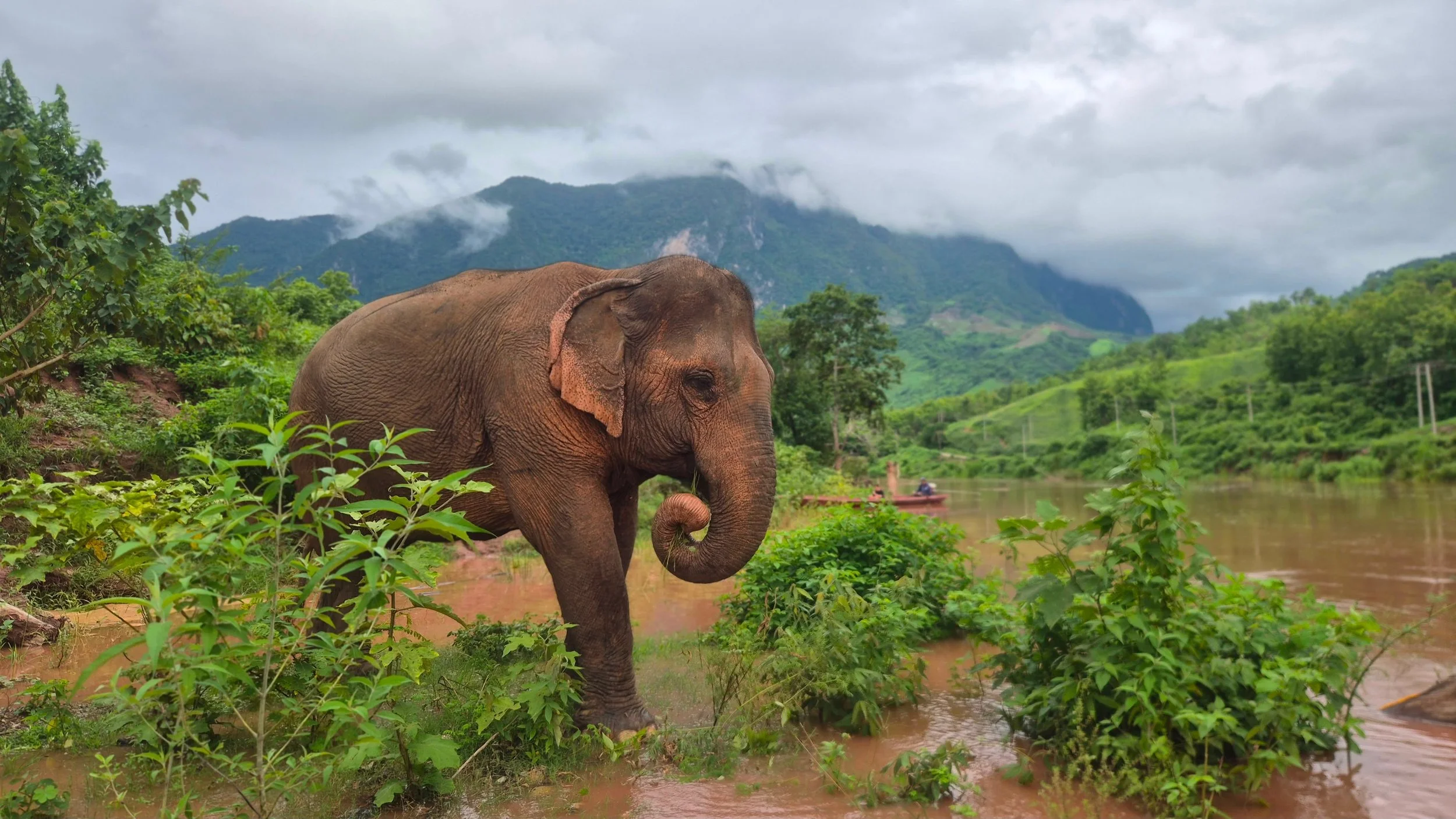 Celebrating #FosterFriday with Kham Suk 🐘

At 37 years old, Kham Suk&rsquo;s life has forever changed. Surrounded by beauty, peace and compassionate care, she has started a new chapter at Elephant Sanctuary Laos. 

By fostering Kham Suk, you&rsquo;l