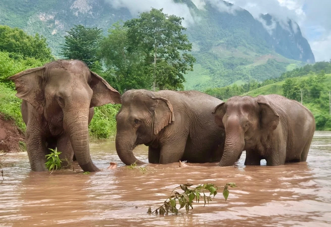Kham Suk&rsquo;s world keeps getting bigger. &hearts;️🐘

Just weeks into her new life at Elephant Sanctuary Laos, Kham Suk is spending more time alongside the other elephants who call the sanctuary home.

Here she shares a peaceful afternoon in the 