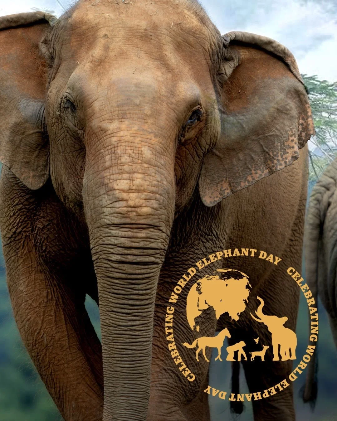 HAPPY WORLD ELEPHANT DAY✨🐘

Today, we&rsquo;re celebrating what makes an elephant an elephant.

Their curiosity.
Their intelligence.
Their relationships.
Their individuality.
Their need to explore, communicate, play and simply experience the world a