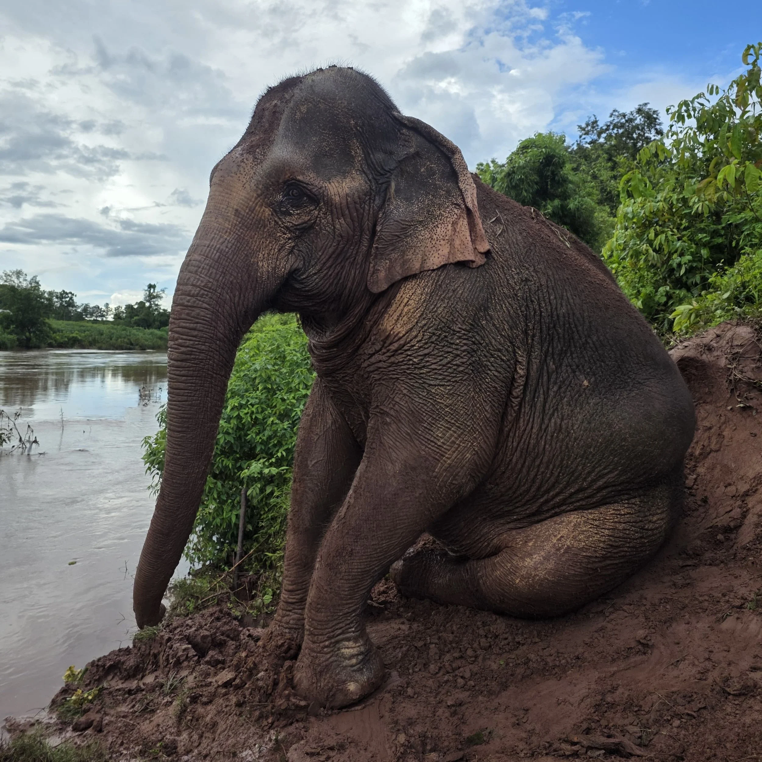 Kham Suk relaxing and enjoying her newfound freedom at @elephantsanctuary_laos 🐘

Seeing her so peaceful and content is a beautiful reminder of why the work we do for elephants is so vital and why our incredible community is so important in making t