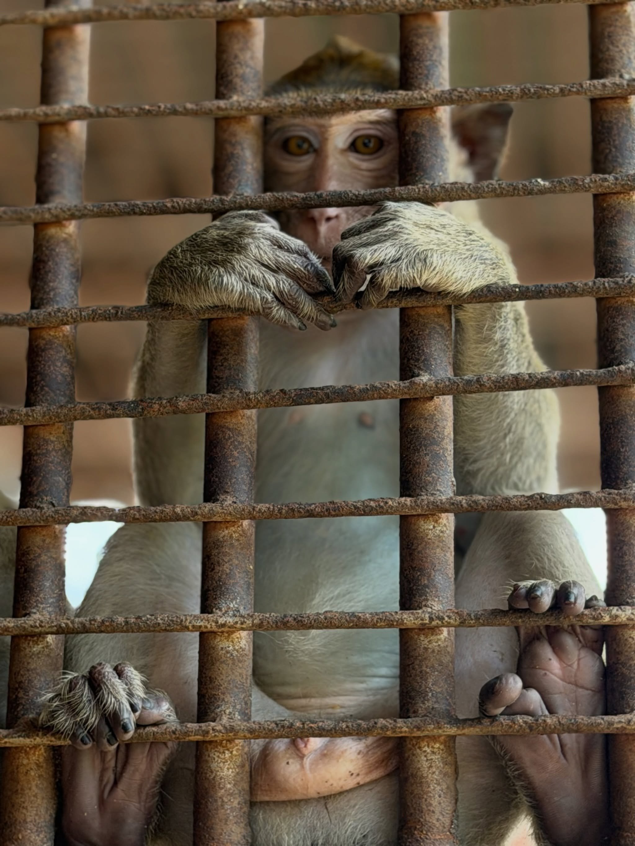 A prisoner who has committed no crime.

Primates are highly social and emotionally complex animals who thrive in family groups. It&rsquo;s easy to imagine the fear and confusion these monkeys must feel after being torn from their families, their fore