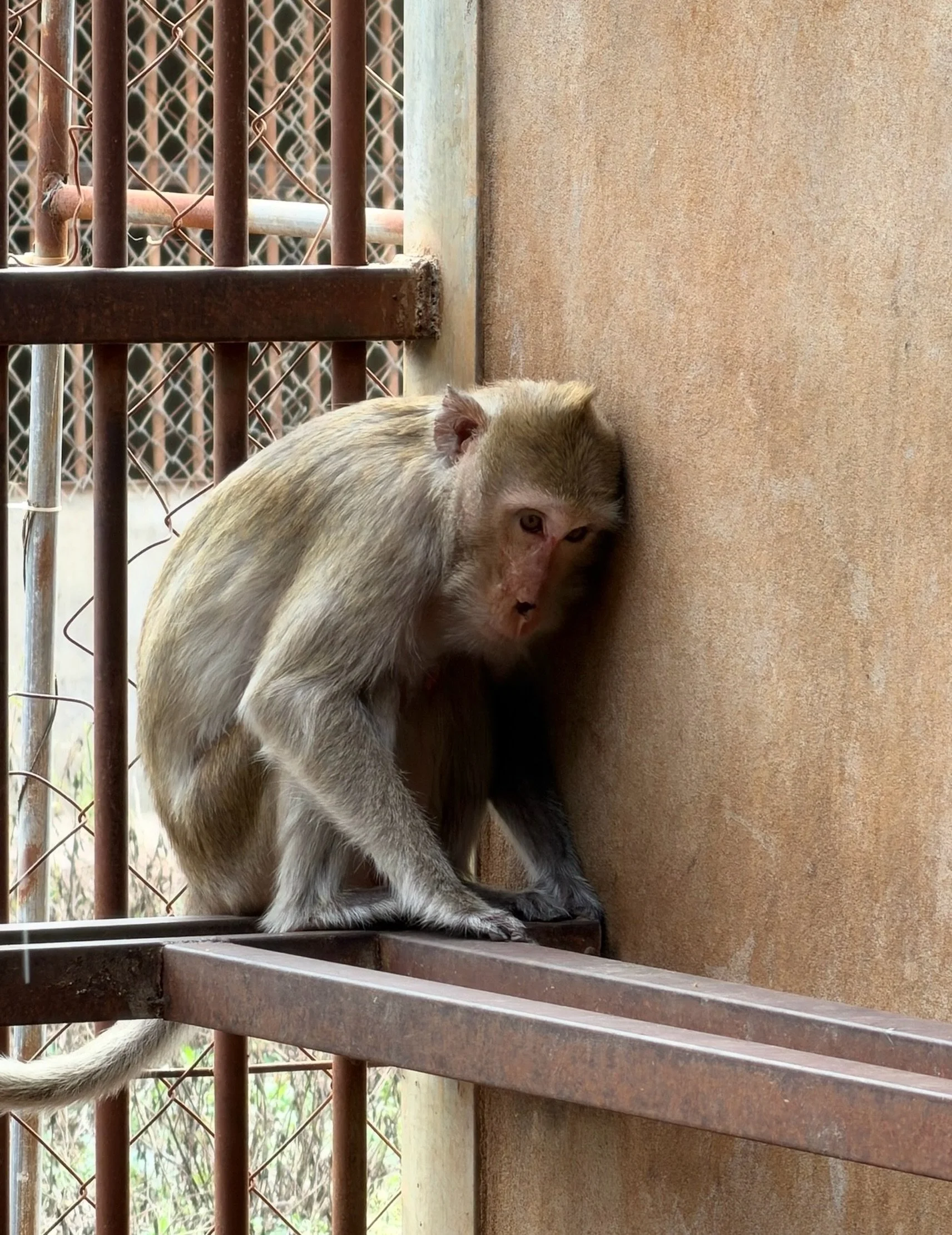 For years, he protected his family in the forest.

A father. A protector. A life shaped by the wild.

Now, his world has been reduced to the corner of a cage, filled with fear and uncertainty.

He deserves better.

Today, on International Primate Day