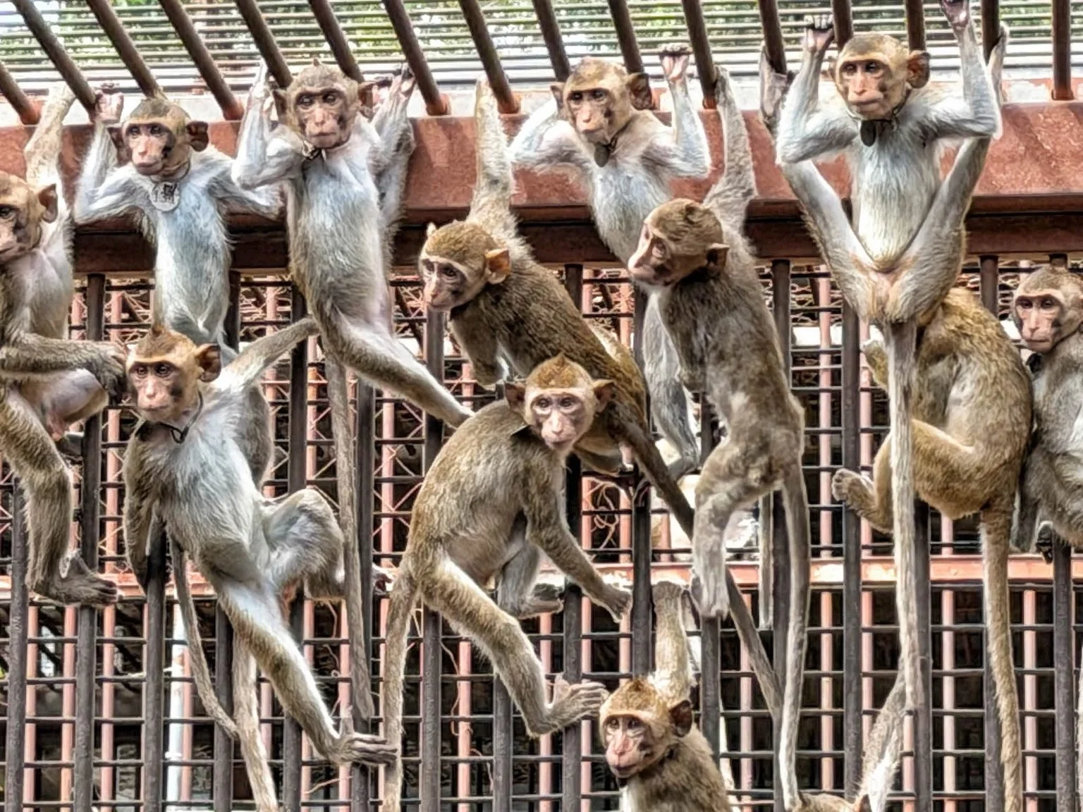 More than 1,500 monkeys rescued from wildlife traffickers in Laos are getting a second chance. 🐒❤️

Some were reportedly headed for overseas labs. Instead, they&rsquo;ve been stuck in cages with no plan for their future.

When the Lao government ask