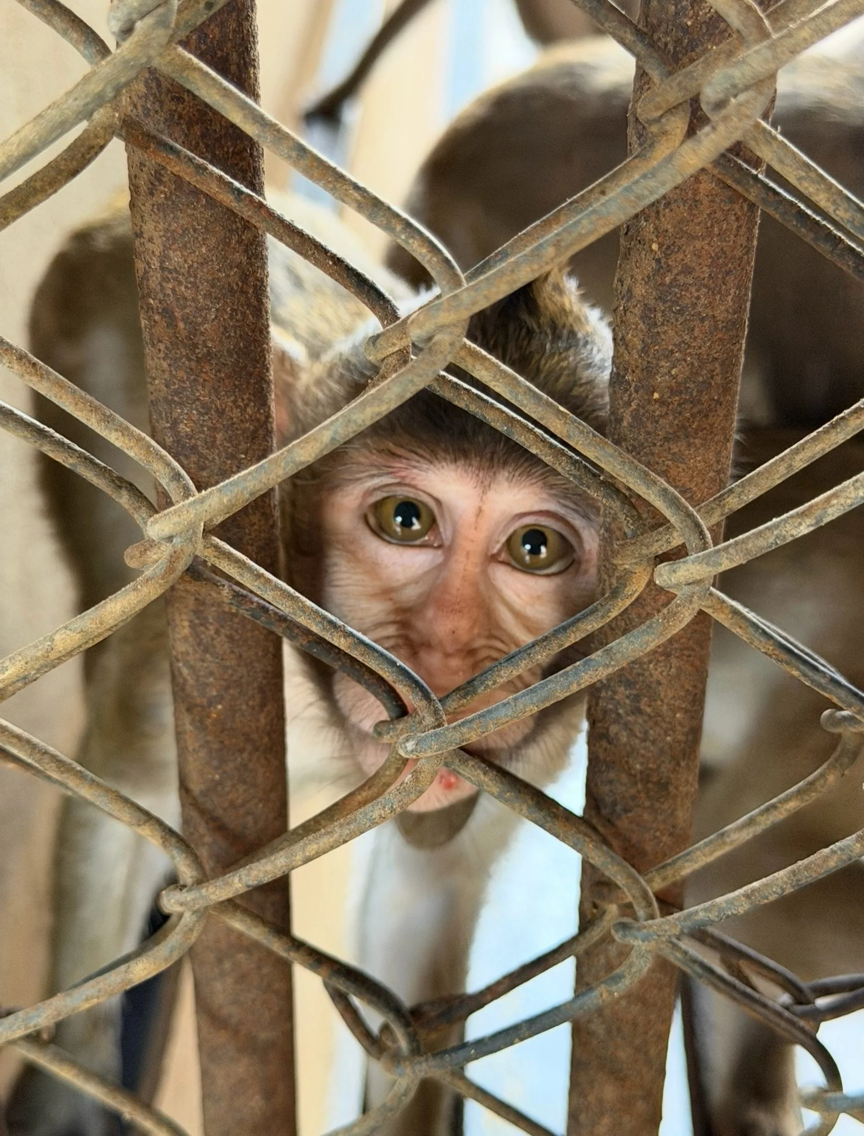 🐒 A huge step forward for more than 1,500 rescued monkeys in Laos. &hearts;️🌿

Thanks to the incredible generosity of @jane.garrison &amp; Mark Garrison, we can now fully fund some of the essential infrastructure needed to make their future forest 