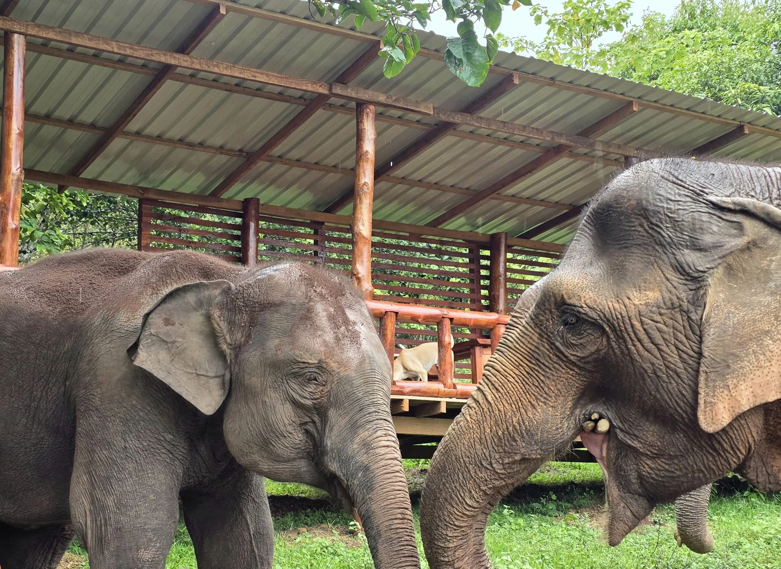 At @elephantsanctuary_laos , the rescued herd have space to roam, forage and spend time together naturally in a beautiful sanctuary location adjacent to the river.

Trunks Up has recently funded a new viewing platform, giving visitors to the sanctuar