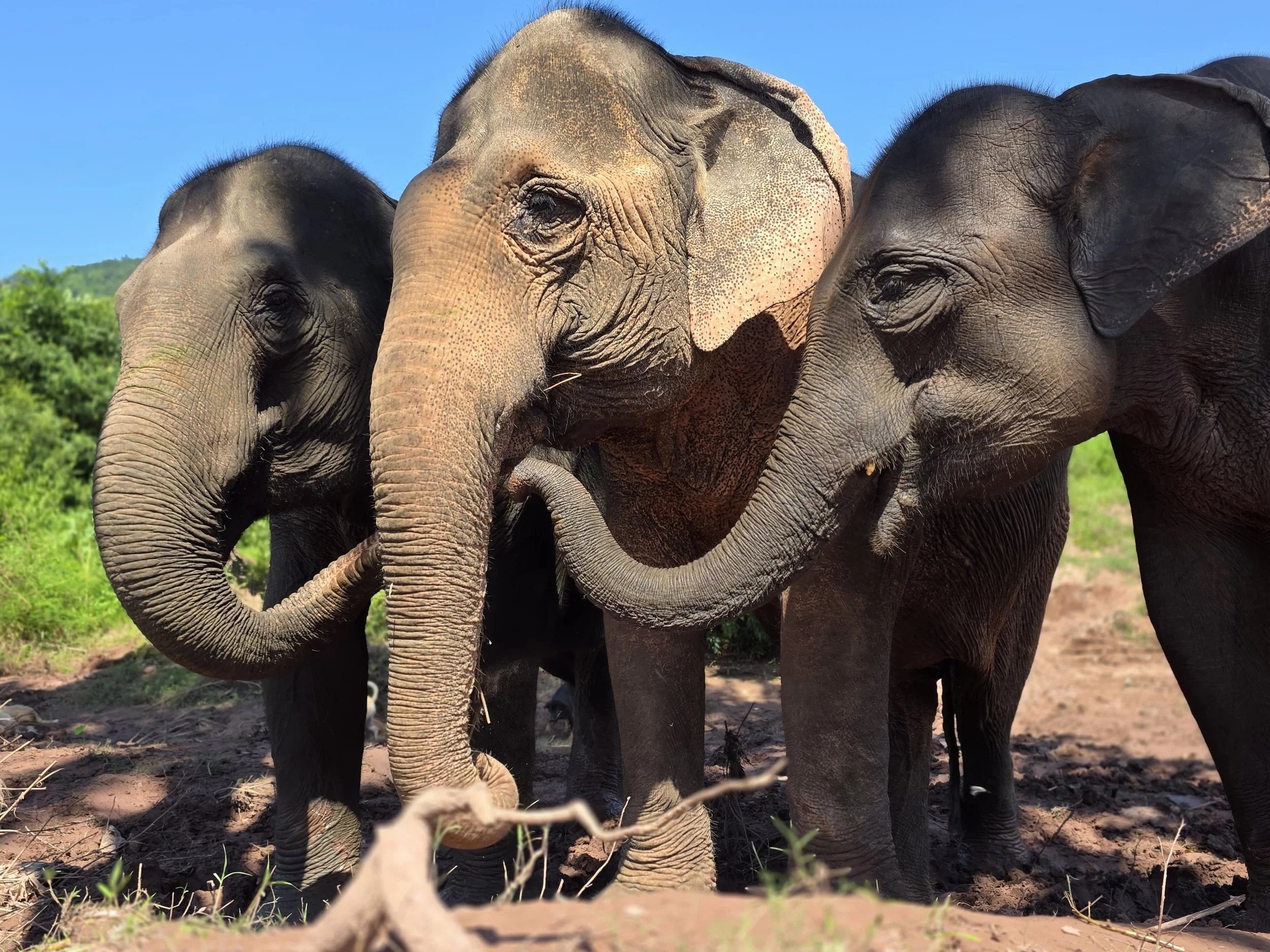 Elephants are deeply social, emotionally complex animals who thrive in family groups, led by matriarchs. Sadly, these natural bonds are often denied to them when they&rsquo;re forced to work in the tourism industry.

At @elephantsanctuary_laos , Kham
