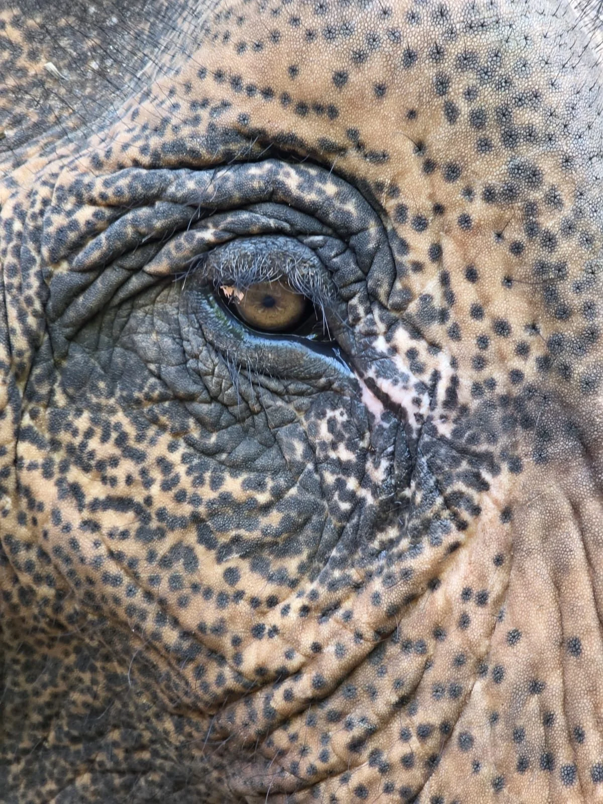 &ldquo;The eyes are the windows to the soul.&rdquo;

And in Kham Suk&rsquo;s eyes, we see a beautiful life unfolding at Elephant Sanctuary Laos, where she has the space to be herself, build friendships and thrive.

#TrunksUp
#ElephantSanctuaryLaos 
#