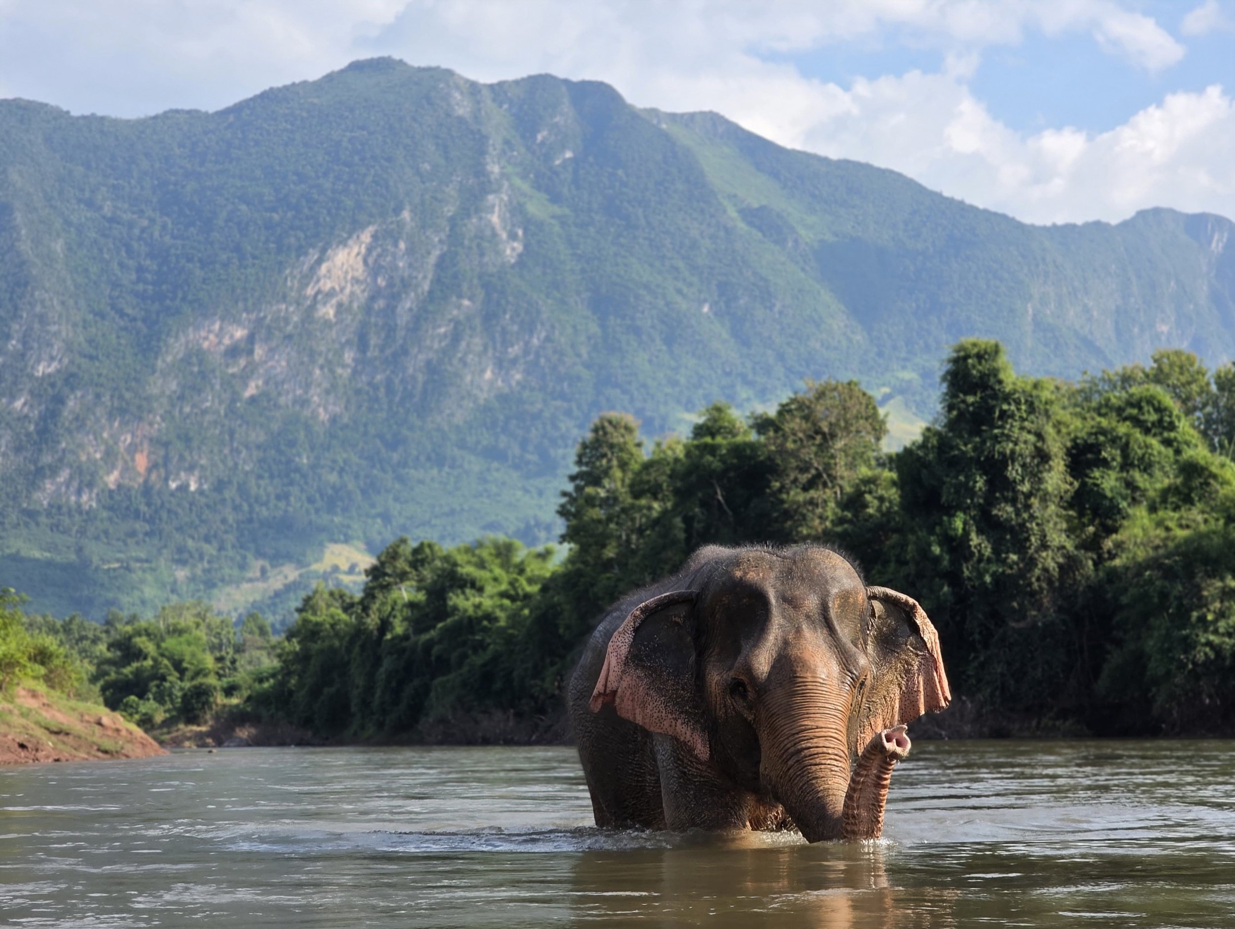 Beautiful Kham Suk in her favourite place - cooling off in the river. 

It&rsquo;s hard not to smile seeing her here, surrounded by nature and free to enjoy the simple things. After everything she&rsquo;s been through, she deserves the time, space an