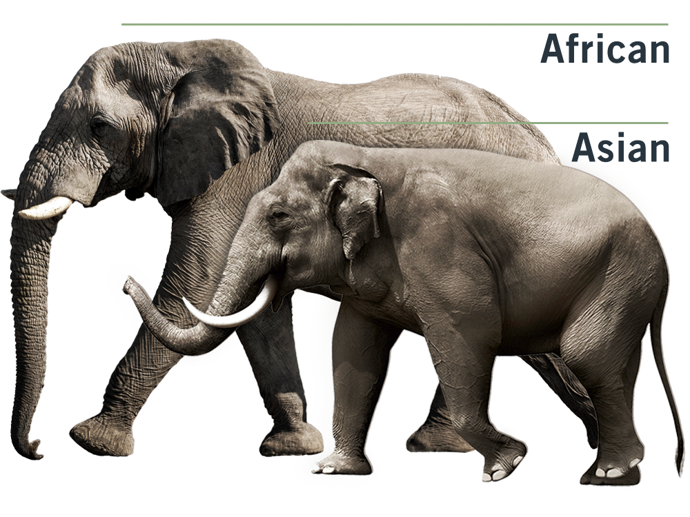 Top 10 Differences Between African And Asian Elephants