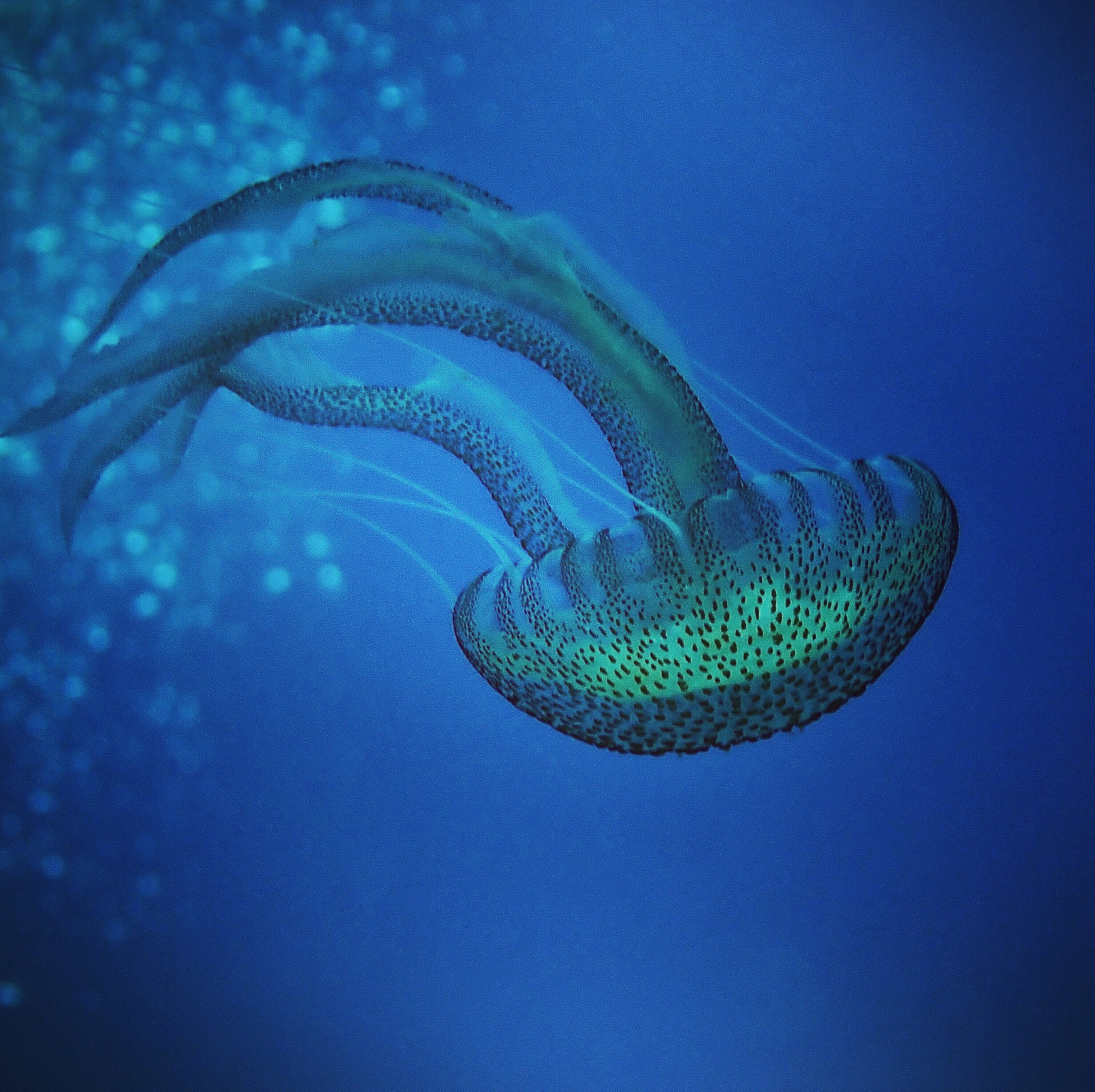 jellyfish.jpg