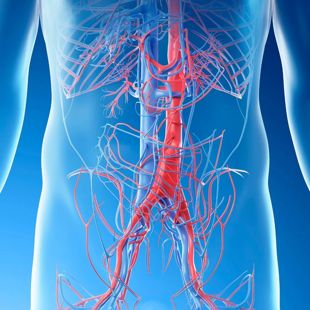 Blood pumping through body torso