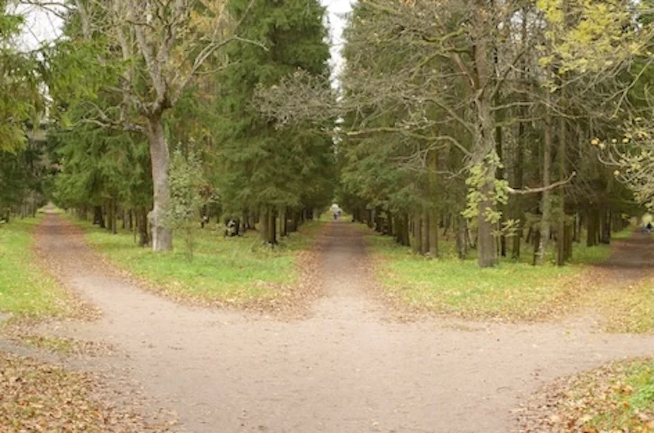 A forest with three distinct paths going through it surrounded by trees.