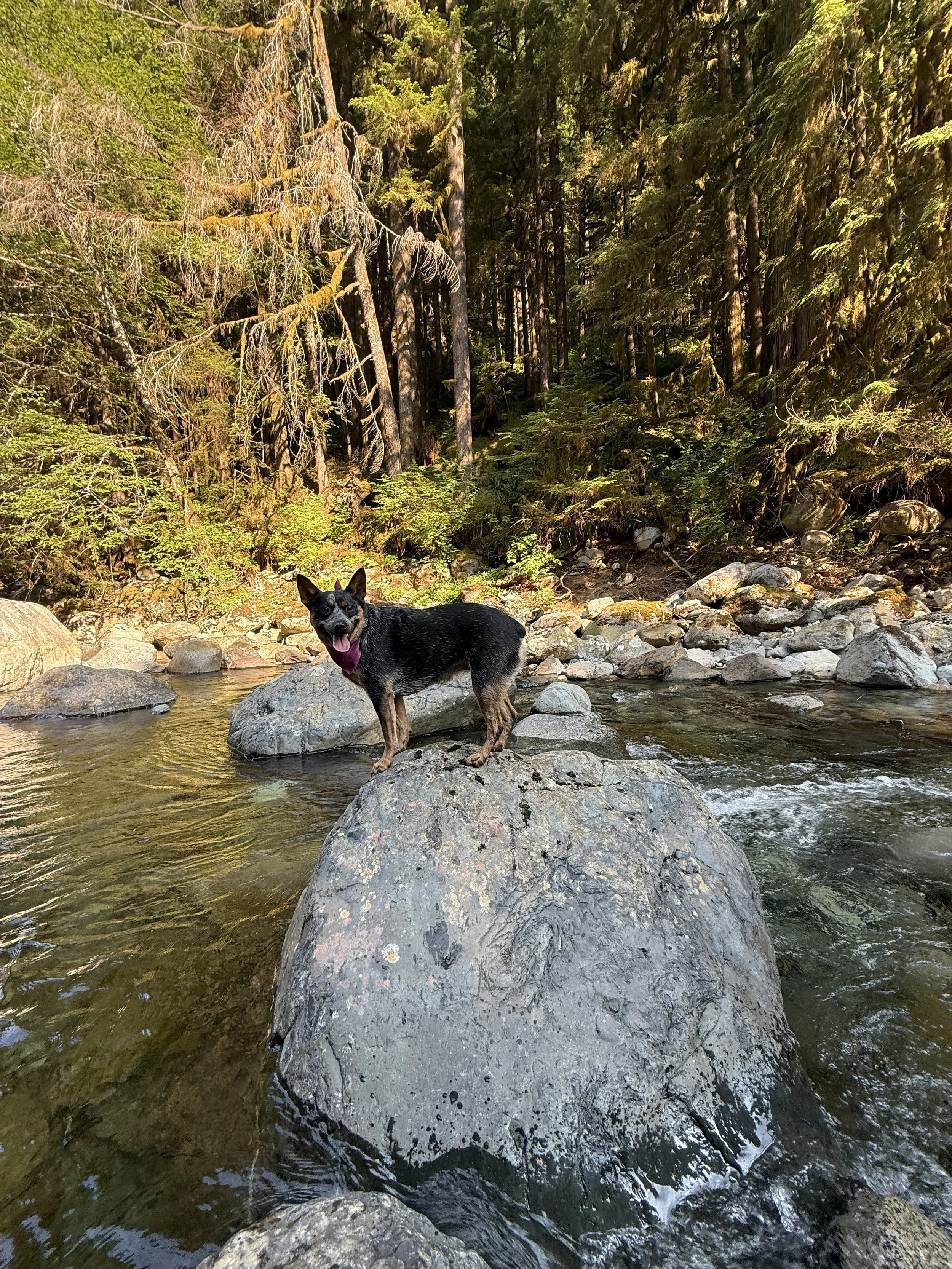 Billie Bagonias 
Blue Heeler Knucklehead. Best snuggle & sillypants ever!!!