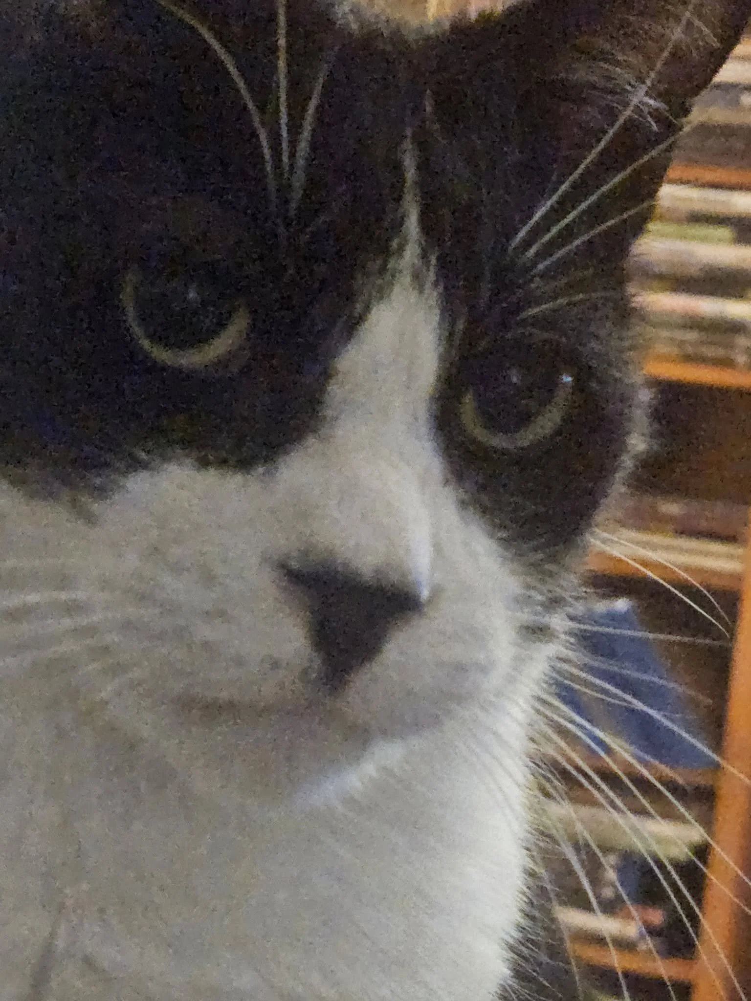 Caesar is a handsome boy!