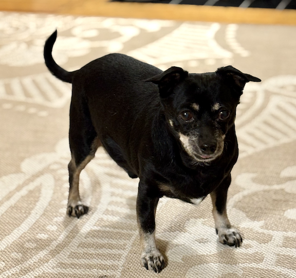 Thor is 13 years young! He loves to monitor the perimeter of the yard and let passersby know that he is here and on duty!