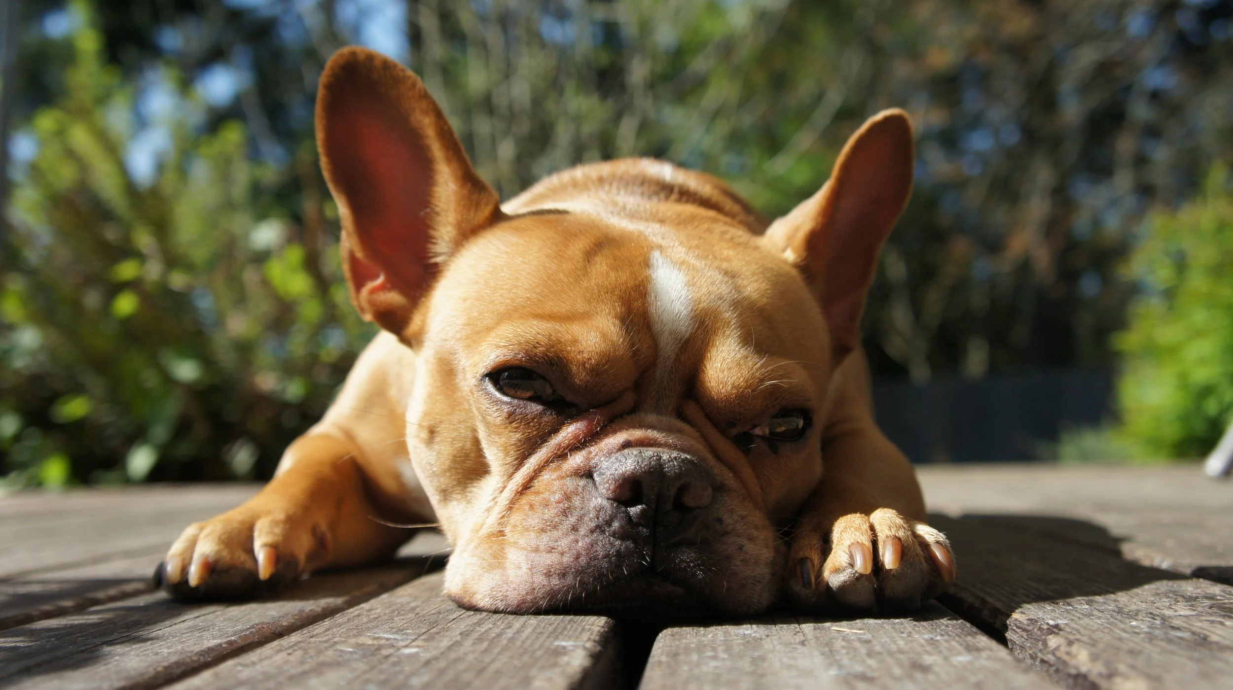 Max - He’s the grumpiest, most stubborn Frenchie on the planet—basically a tiny dictator in a fur coat… who demands payment in cuddles