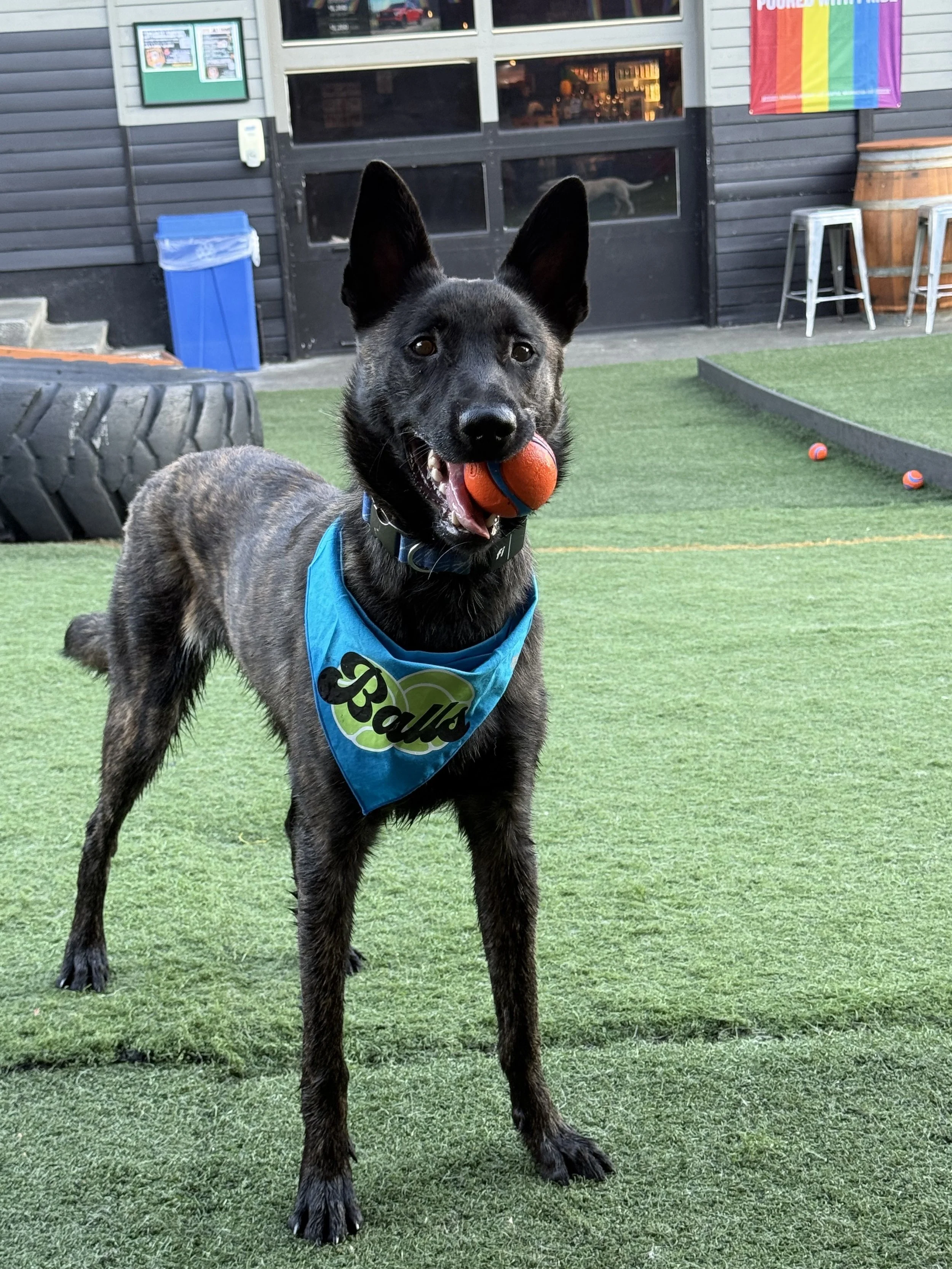 Daytona is a Dutch shepherd adopted 12/24. He’s full of beans as his mother always says! An exercised dog is a well behaved dog.