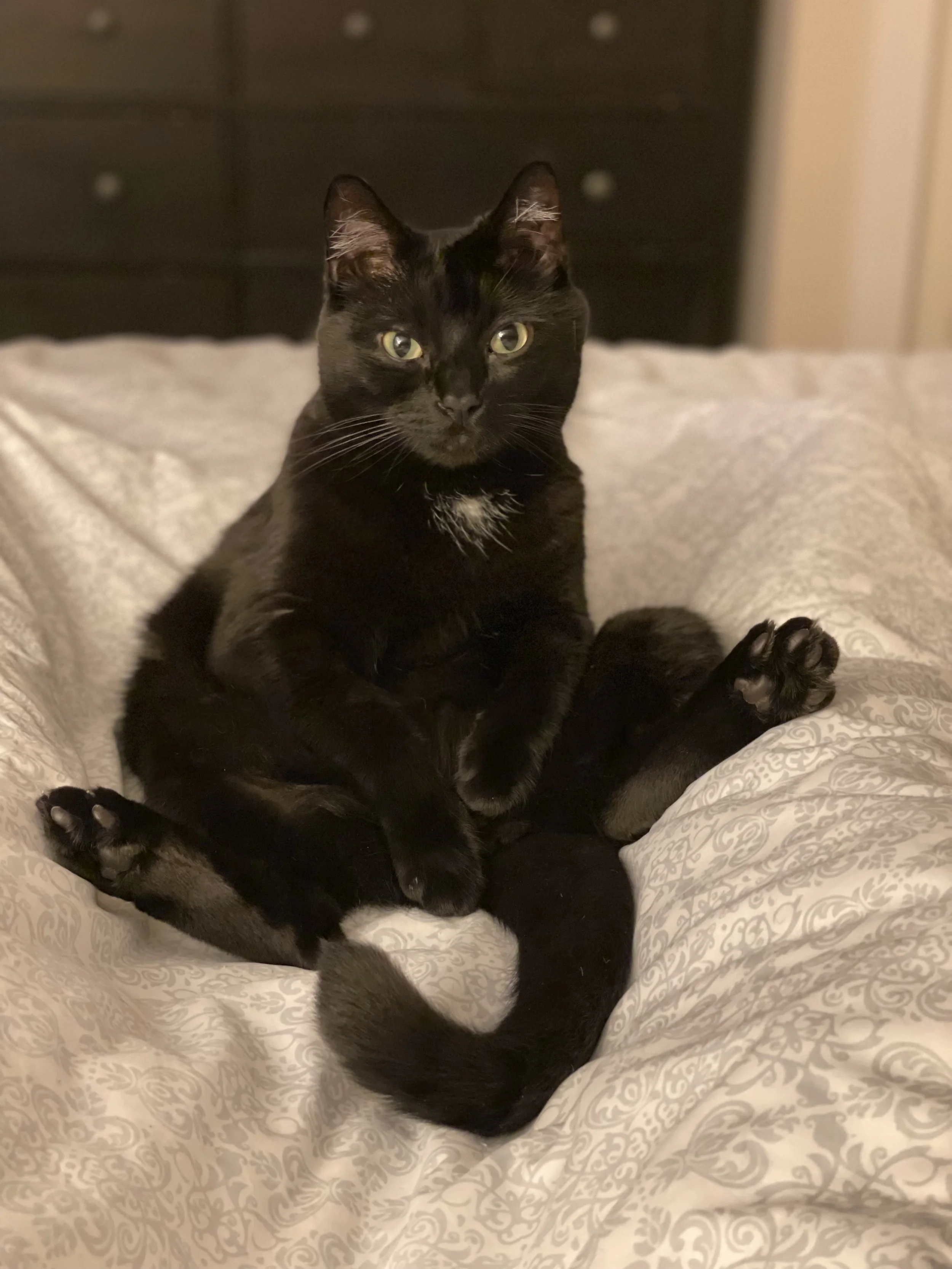 Meet Bear! 
True to his name, Bear is a gentle giant with a heart of gold. He’s affectionate, charming, and comically talented at both cabinet-opening and impressive sploots that rival any dog’s. Our Boo Bear brings so much joy to our home.