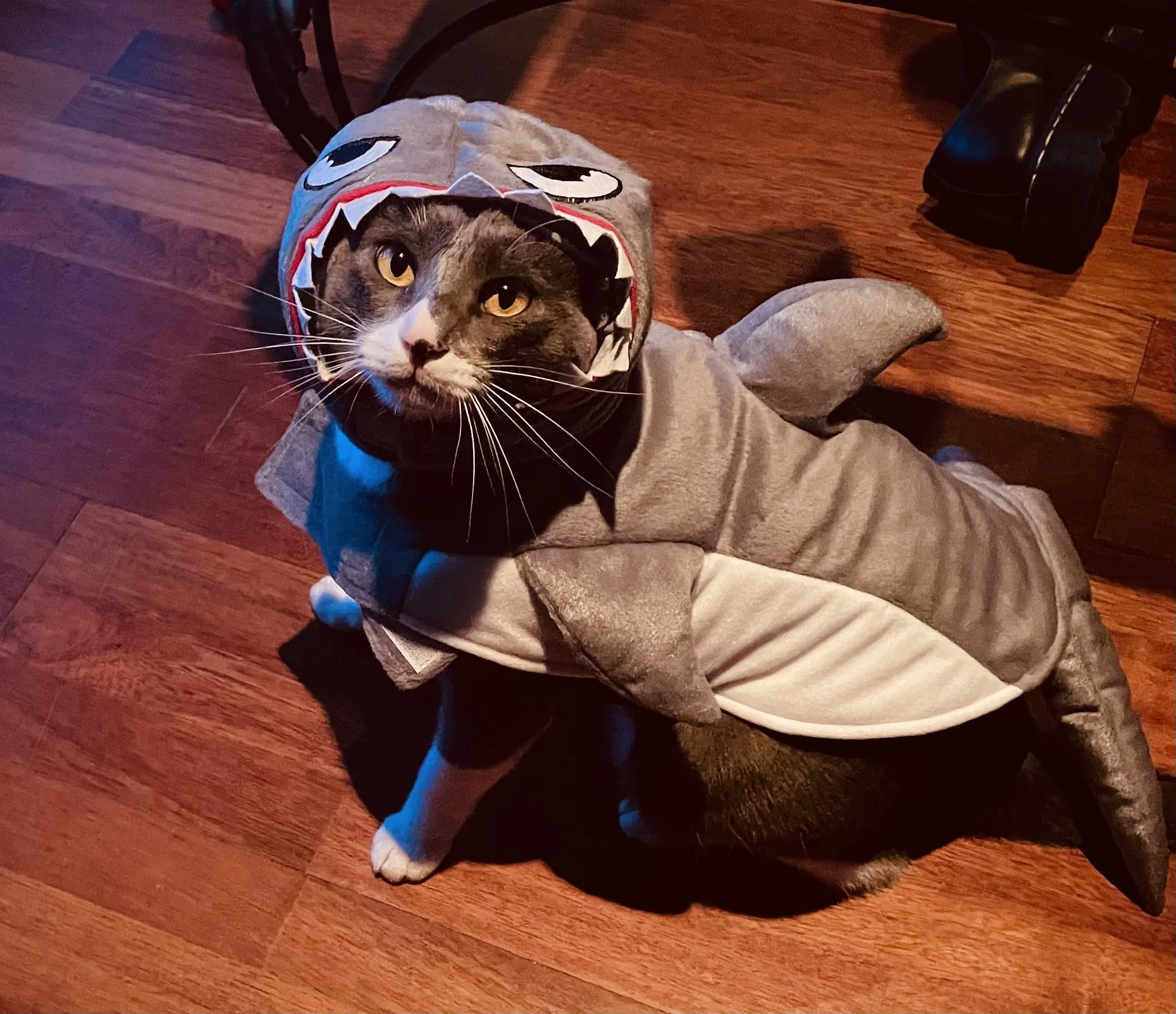 Meet Gato
Likes: food, paper bags, boxes, eating grass, sunshine, sneak attacks
Dislikes: empty food bowl, fireworks, mani pedis, rain, the sound of an Amazon delivery van in reverse.
On the fence: costume photo shoots.