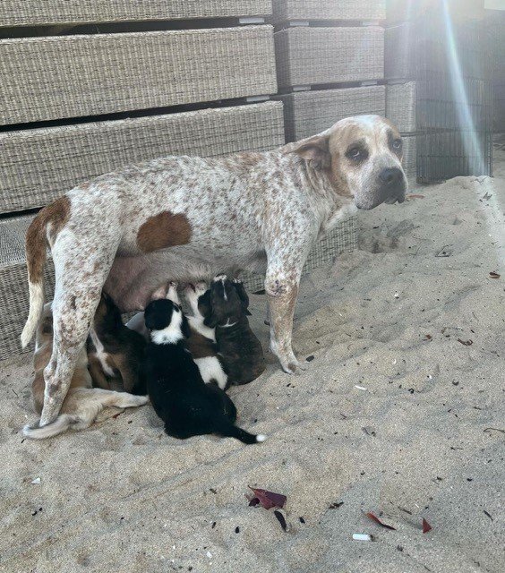 Protecting paws 3.jpg