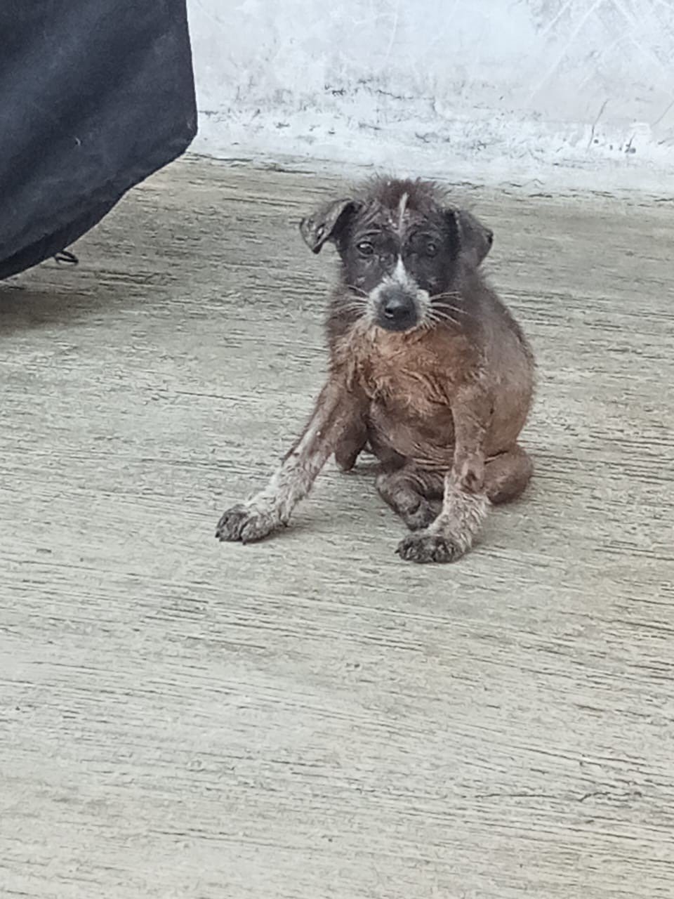 Protecting paws 5.jpg