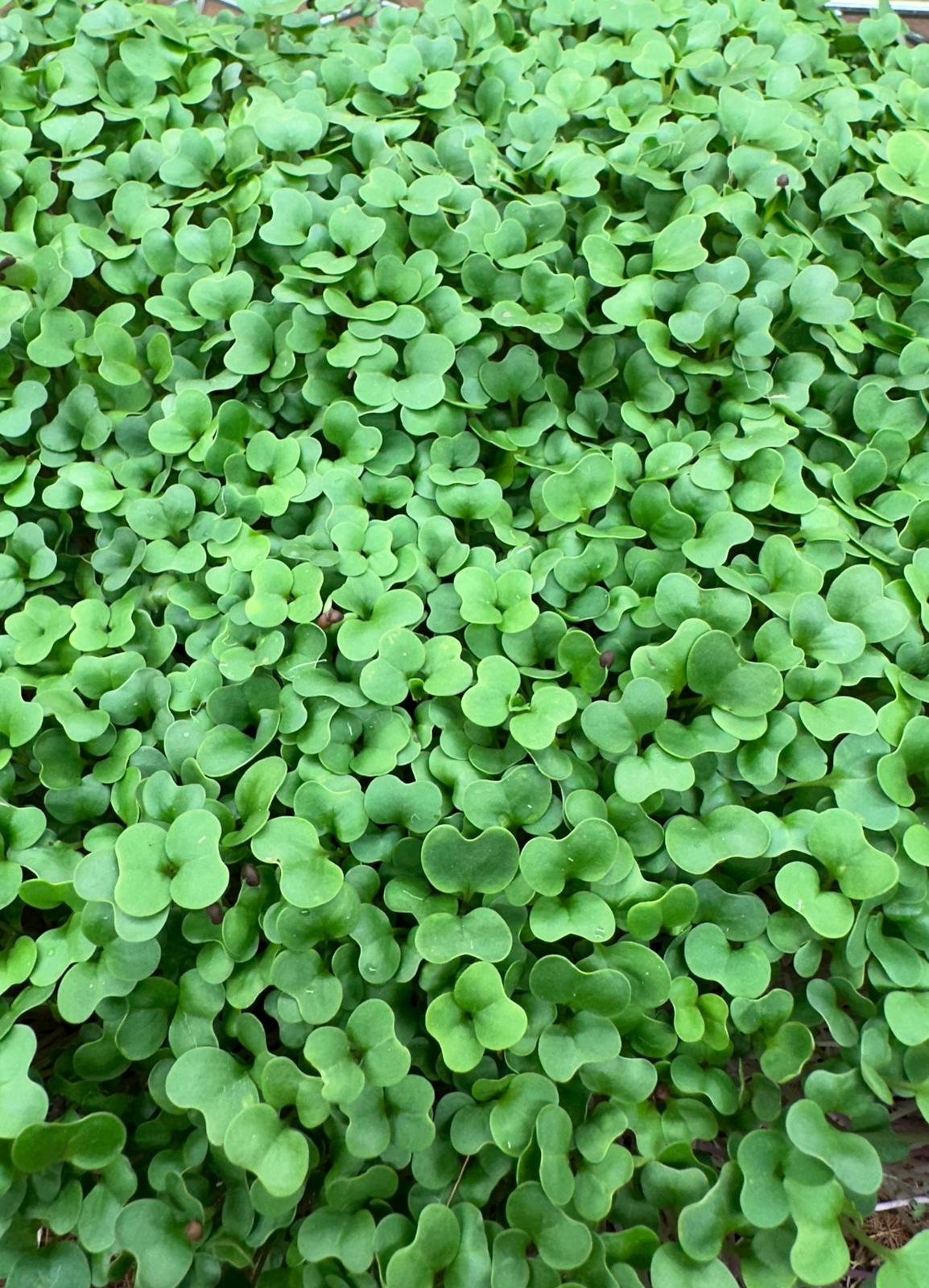 Kohlrabi