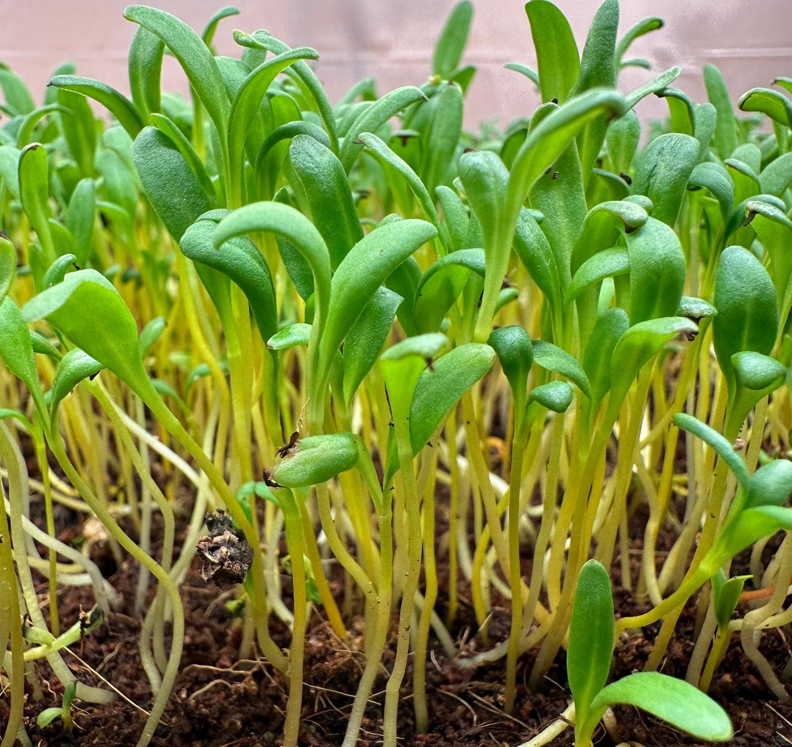 Yellow Swiss Chard
