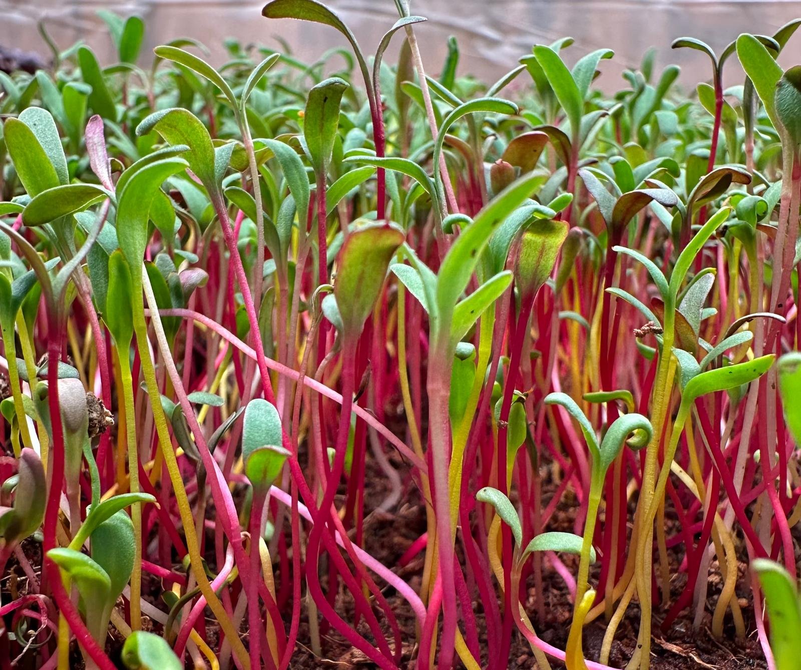 Rainbow Beets.jpeg
