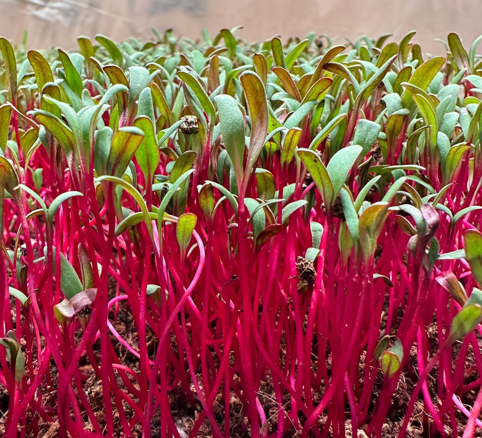 Dark Red Beets