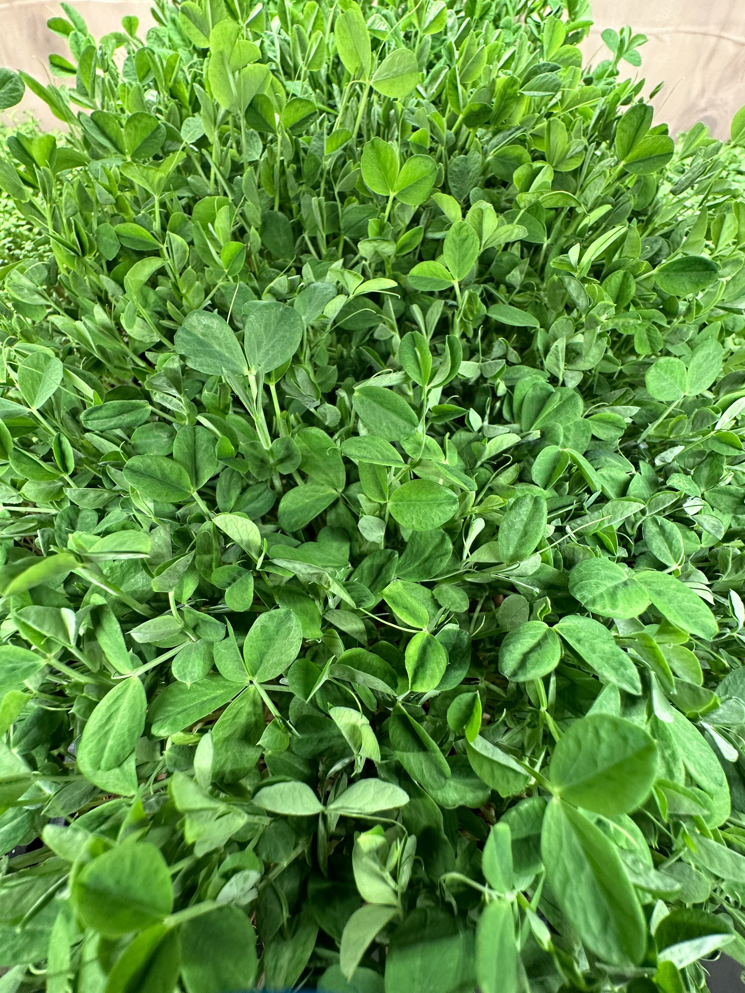 Speckled Peas