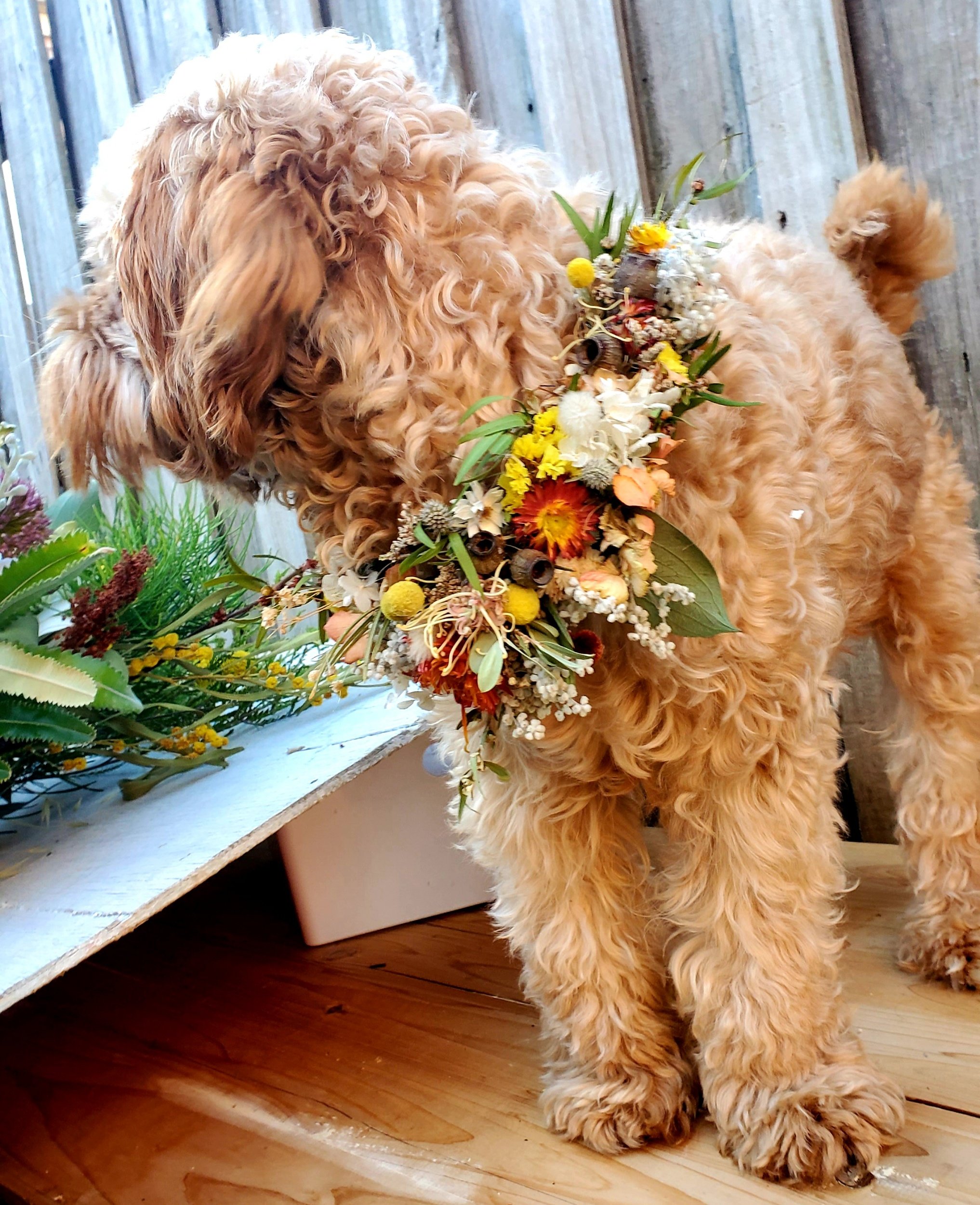 A curly-haired dog wearing a floral necklace, standing on a wooden floor next to a window with a flower arrangement.