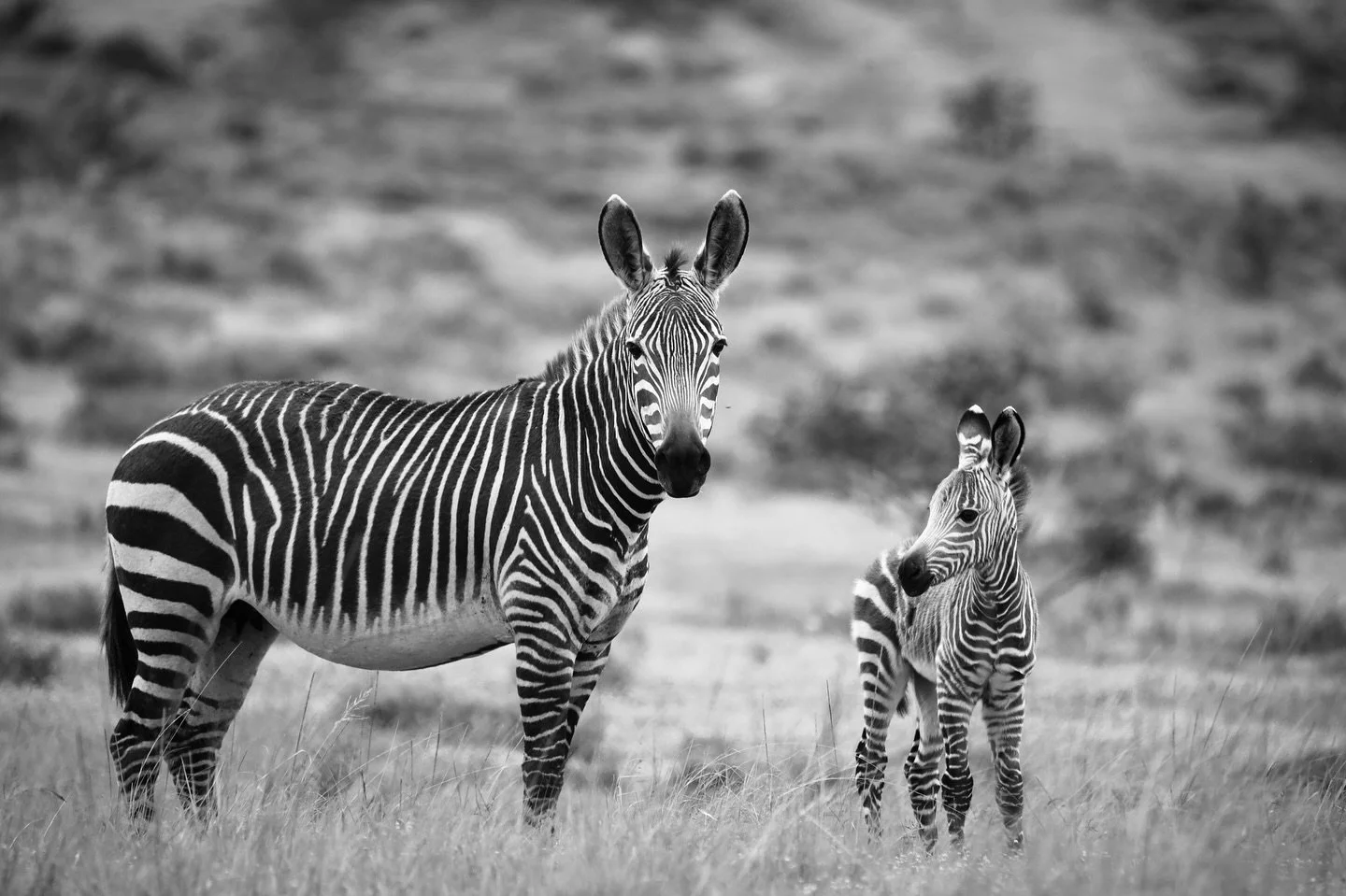 Since the very beginning of the @bahati_project_official , one of my dream was clear: to give back and help protect animals from poaching. Even when I didn&rsquo;t yet know how or with whom, the intention was always there&mdash;alive in my heart, roo