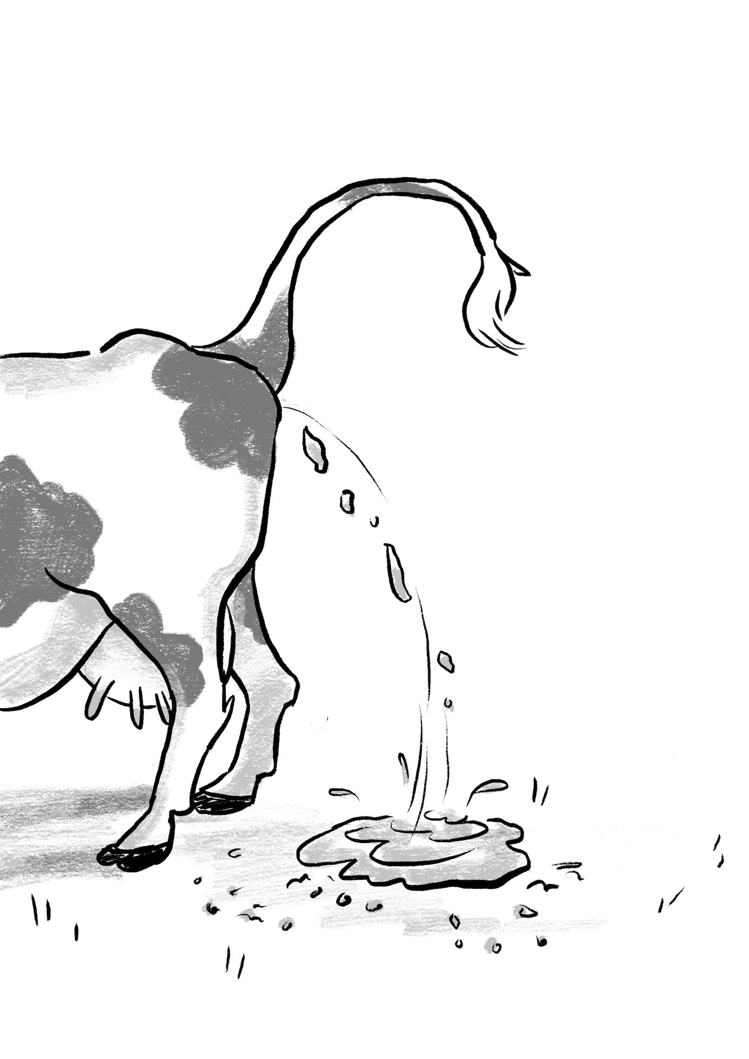 Cow_Pooping.jpg