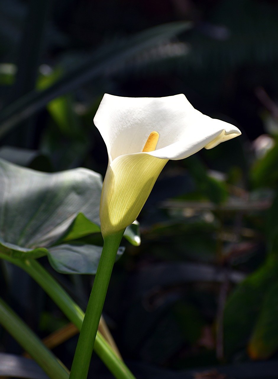 arum-lily-8196691_1280.jpg