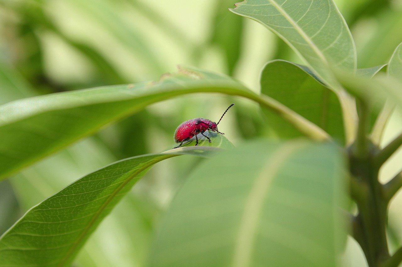 ladybug-7877480_1280.jpg