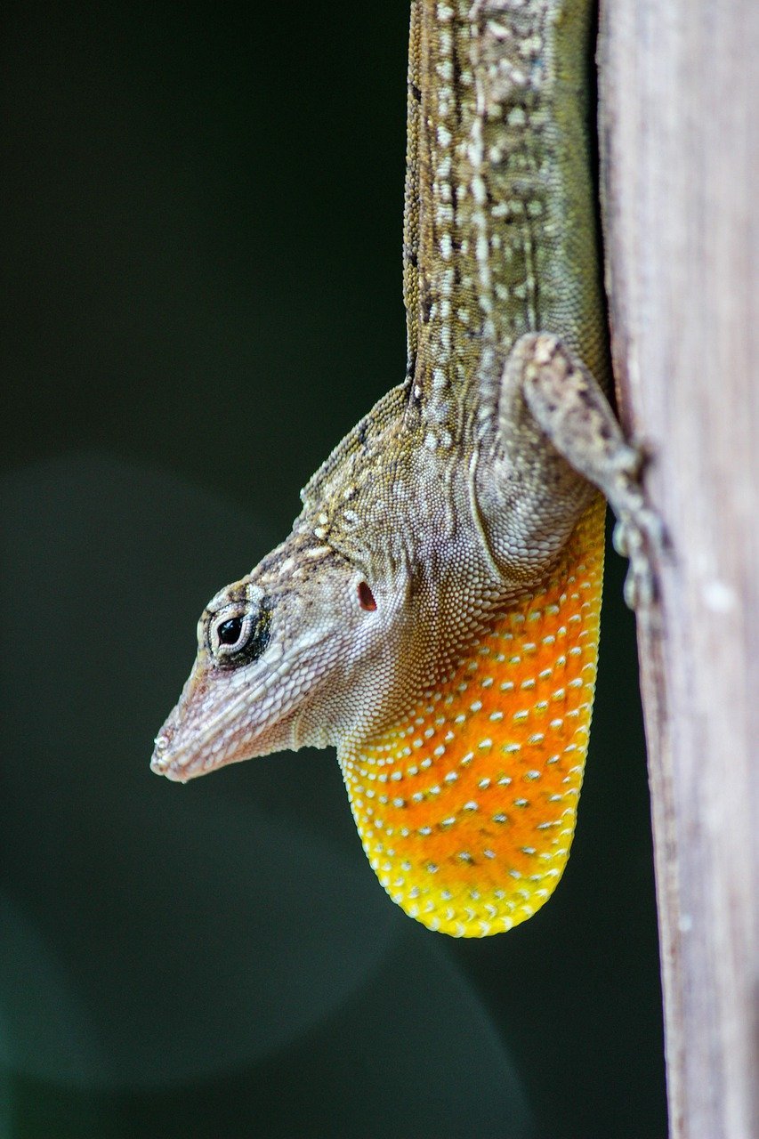lizard-8001053_1280.jpg