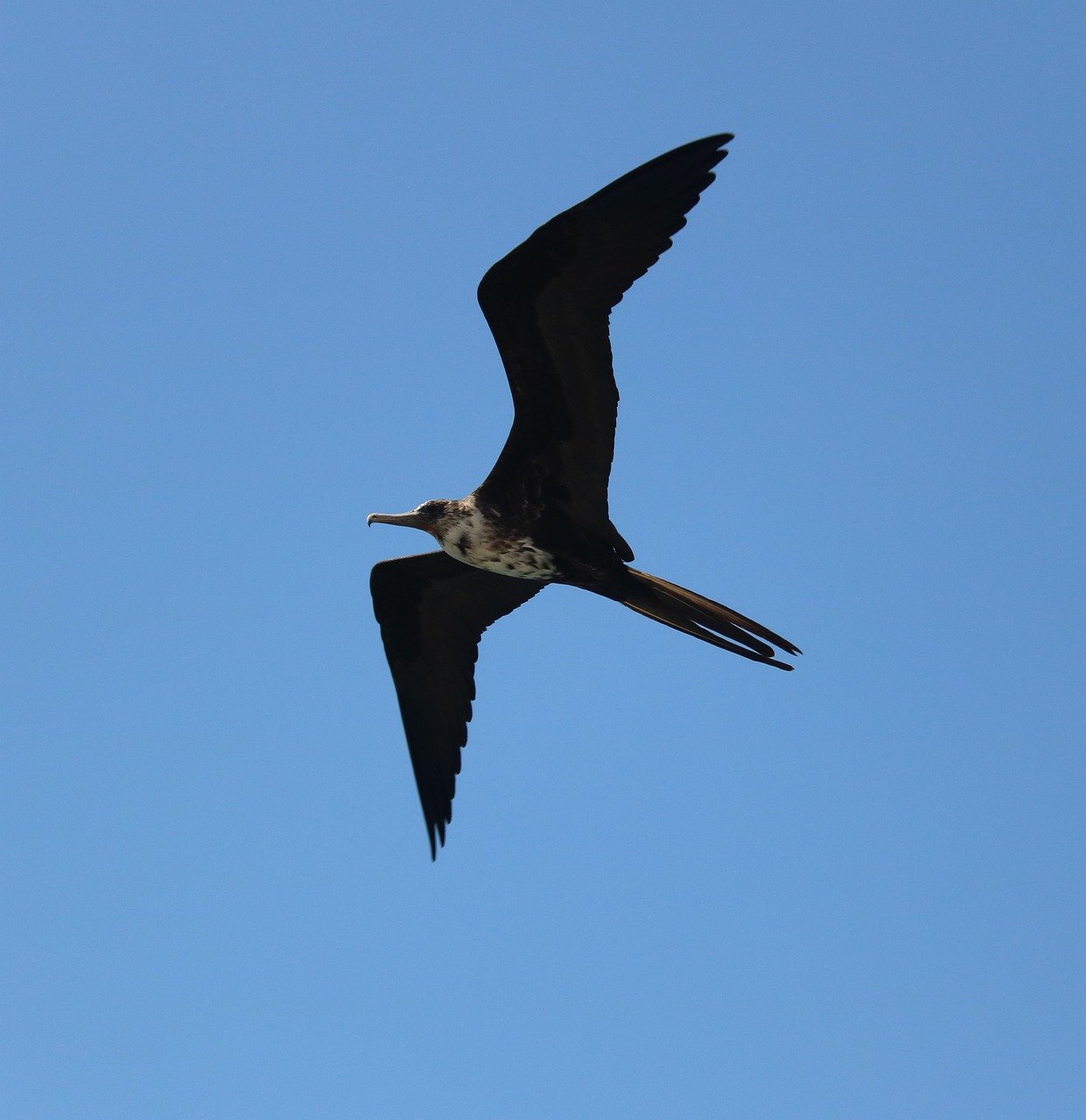 fregate-4907798_1280.jpg