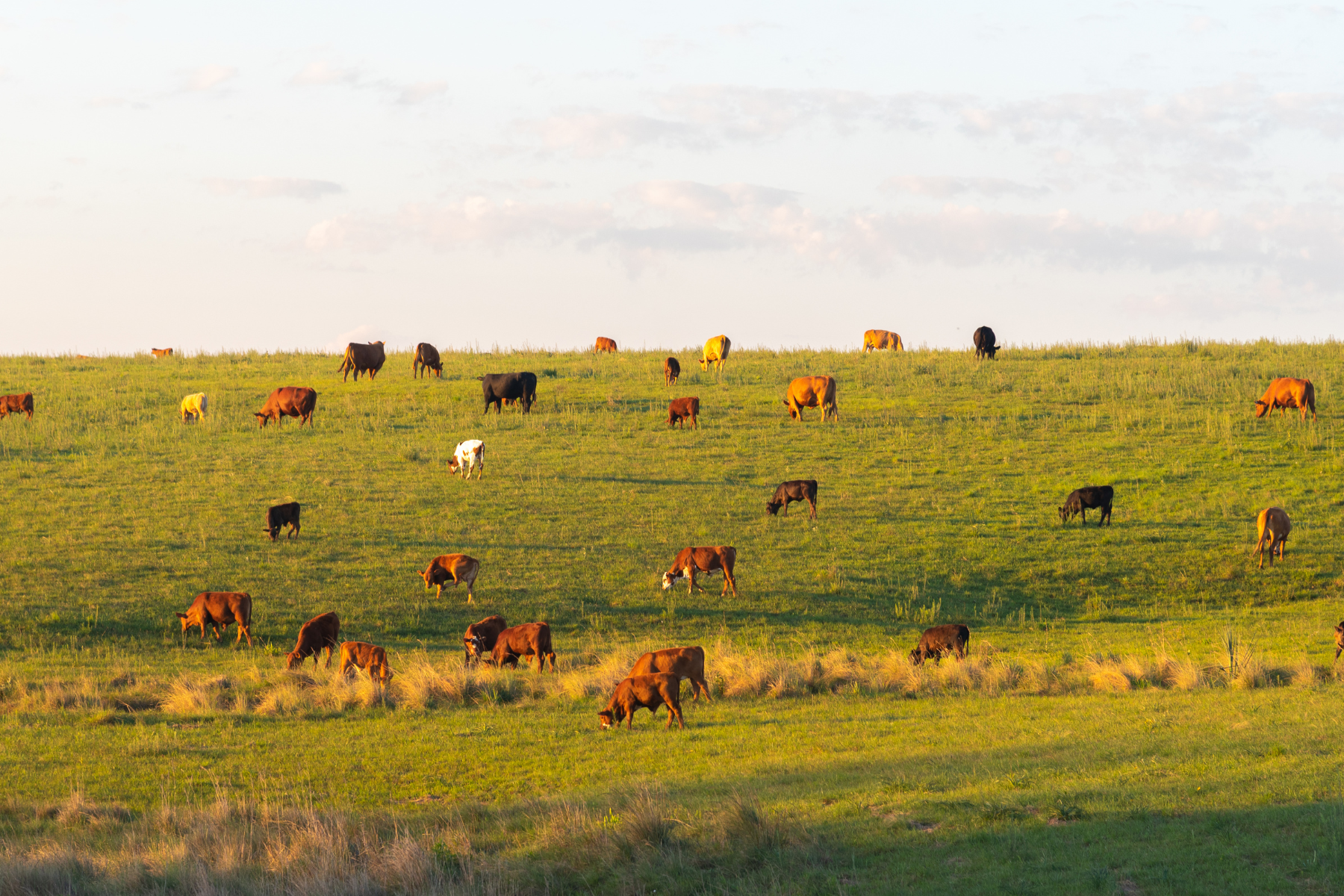 Veganism vs Animal Foods: The Real Environmental Impact