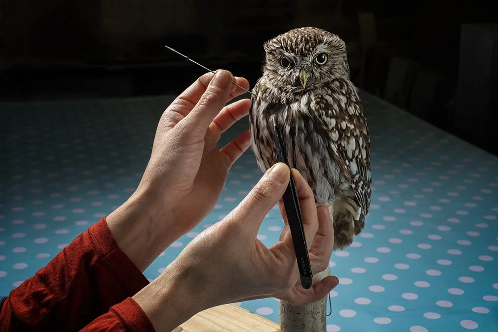 Jazmine Miles-Long - Taxidermist