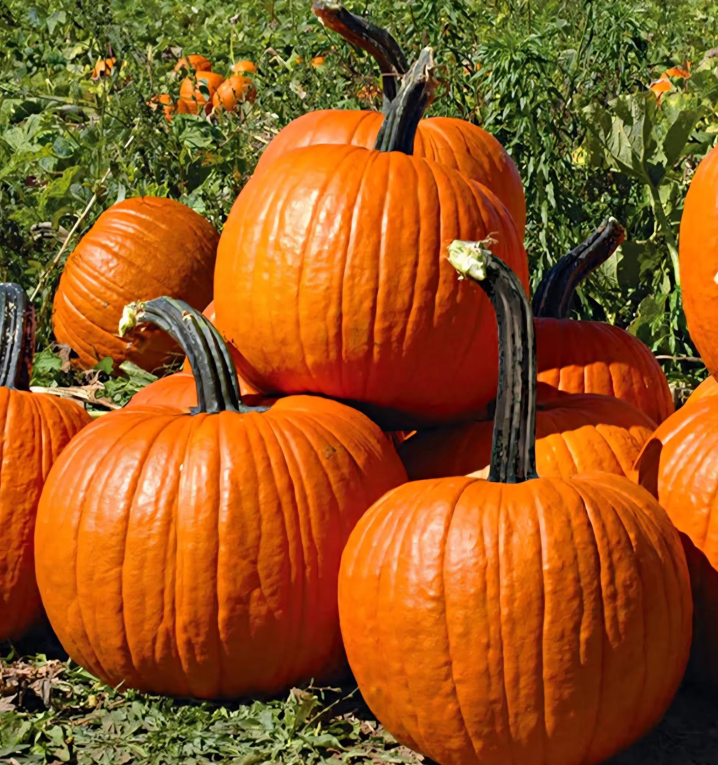 Screenshot_20260327_214042_Amazon Shopping.jpg