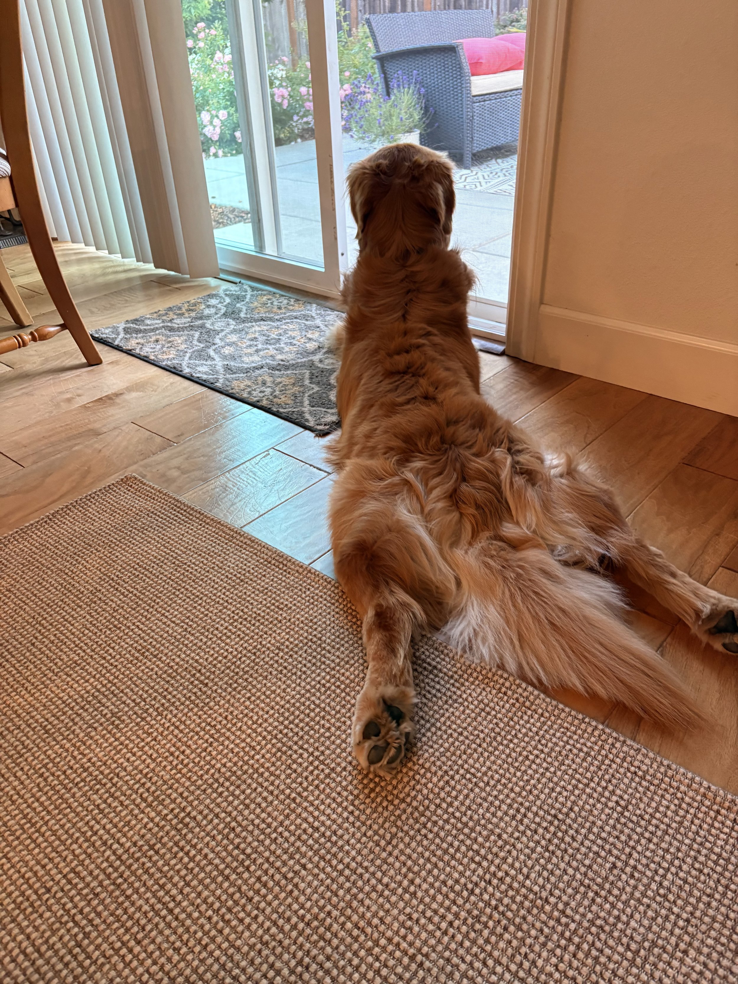 sploot.jpeg
