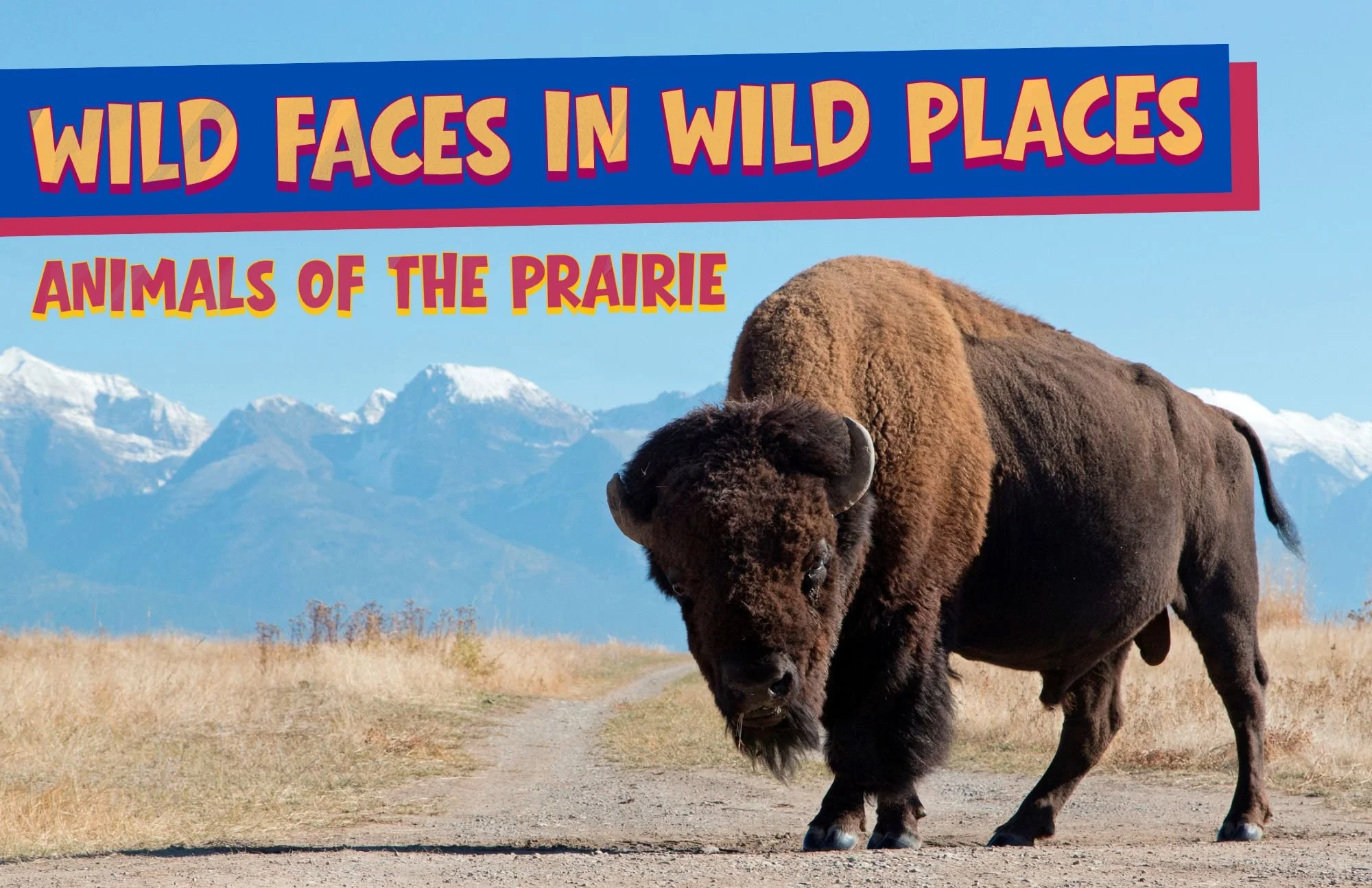 Wild Faces in Wild Places: Animals of the Prairie - Print (up to 22 signs)